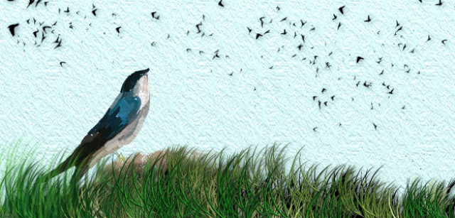 Cover Photo