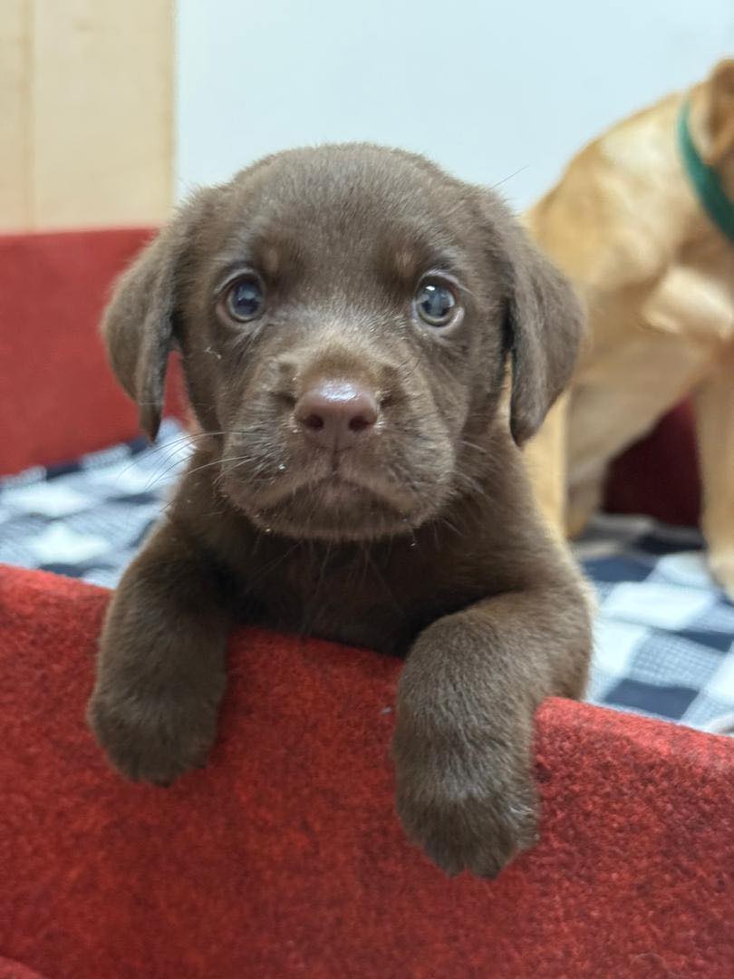 Meet The Puppy Behind Malaysia’s Plan To Save Millions On Rescue Dog Imports