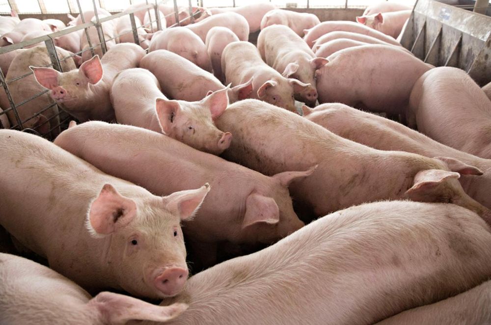Penang Pig Farm Pollution Debate: Opposition Suggests Importing Pork from Thailand – Solving the Problem or Running Away from It?