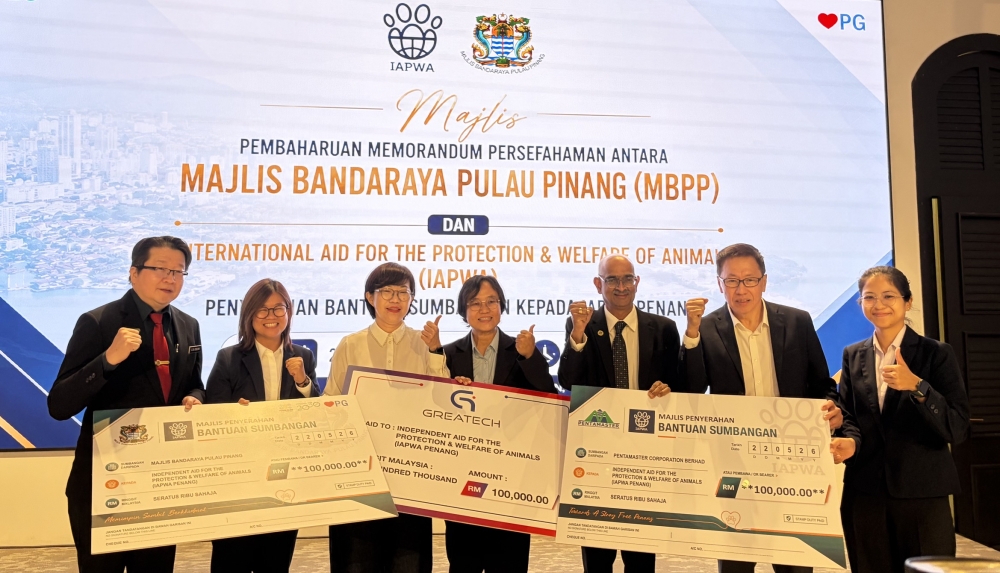 Rethinking Stray Dog Management: What Penang’s Approach Gets Right