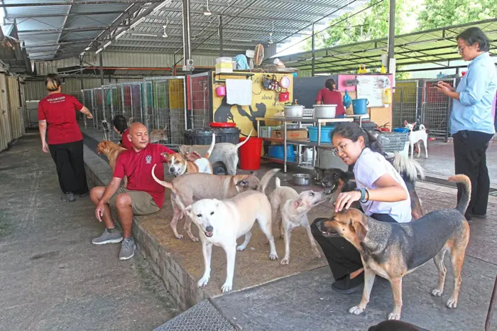 Mengubah Cara Mengurus Anjing Terbiar: Apa yang Pulau Pinang Lakukan Dengan Betul