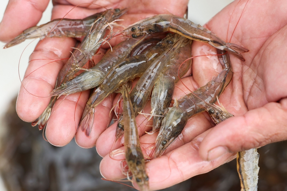 From seabass to shrimp: Who really has the upper hand in the Malaysia-Thailand seafood dispute?