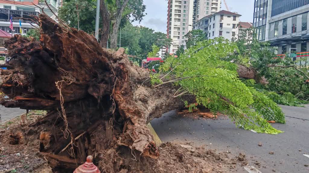 Could Penang’s Smart Sight Tree System Have Missed the Risk Behind Macalister’s Fallen Tree?