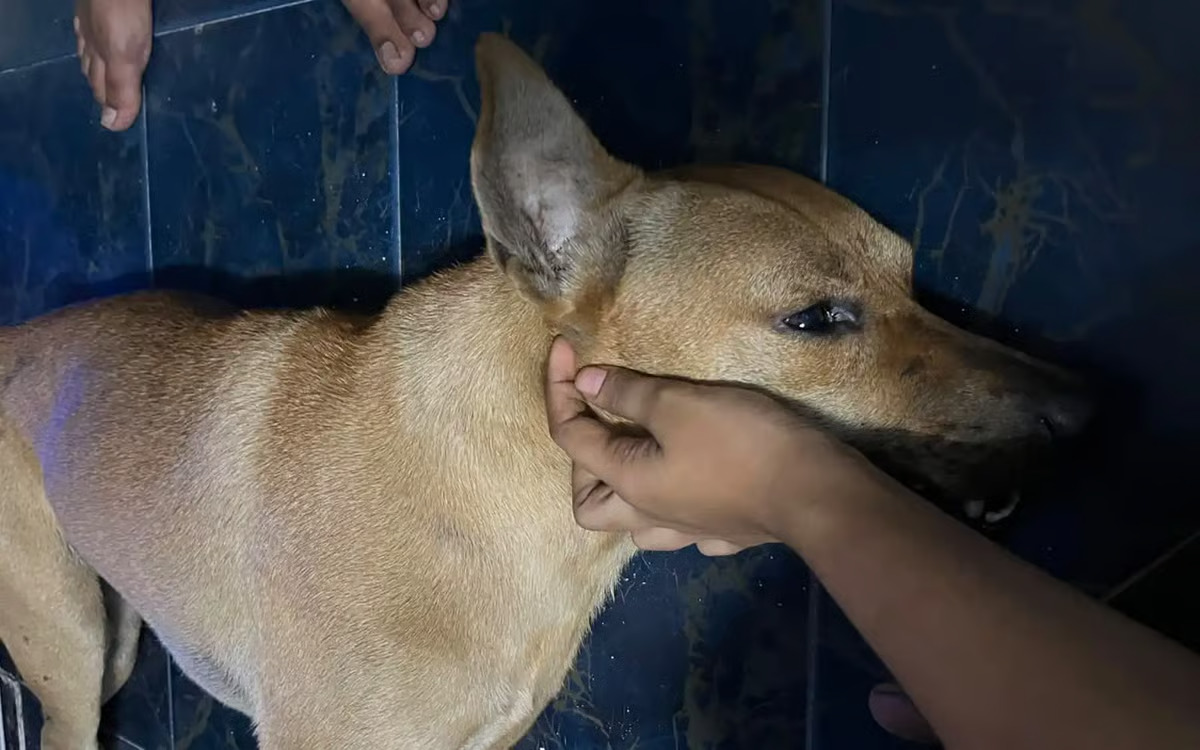 Rocky’s Death Raises Bigger Questions About How Malaysia Handles Stray Dogs