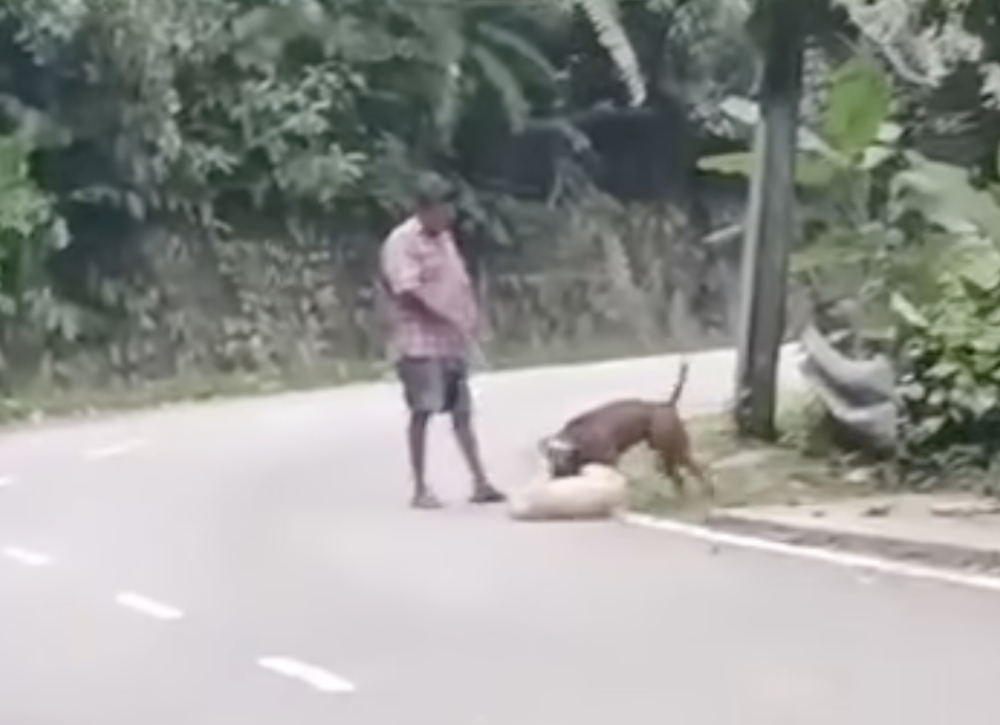 Penang Dog Attack Raises Questions On Responsible Ownership