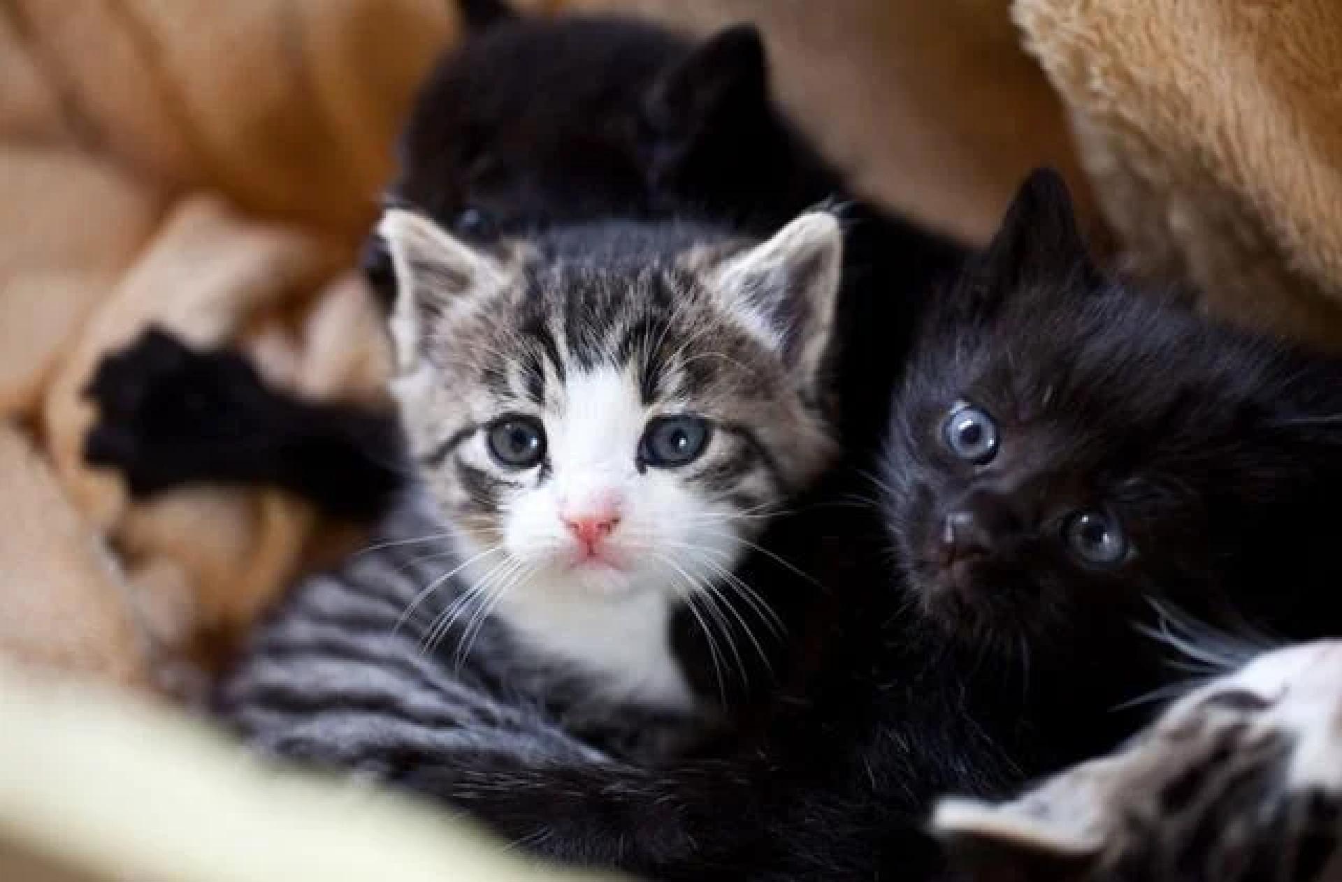 图中小猫非当事猫。（示意图）