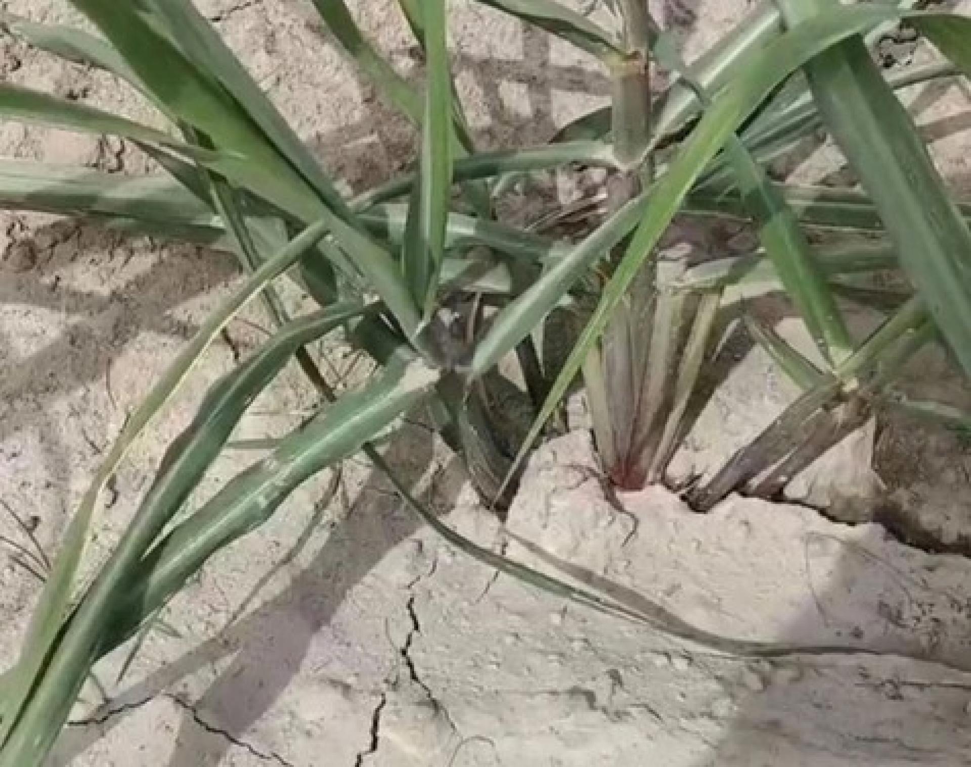 种植户的甘蔗地因干旱开裂。