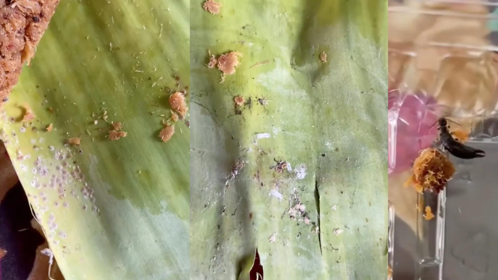香蕉叶的表面布满各种污渍、霉菌和不知名的斑点，相信是没有经过清洗就使用的香蕉叶。
