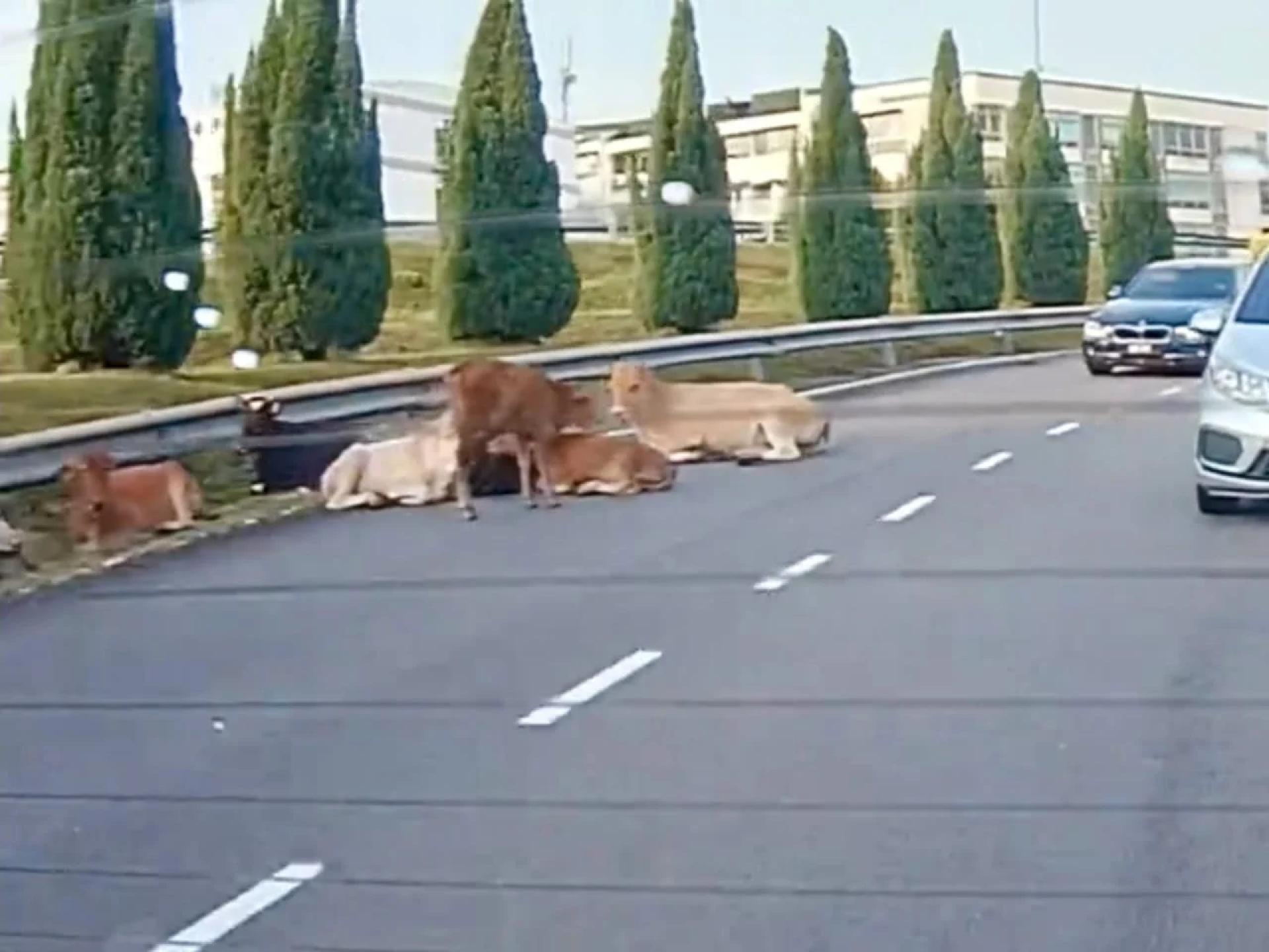 牛群在马路上游荡，路过车子被逼“让路”。