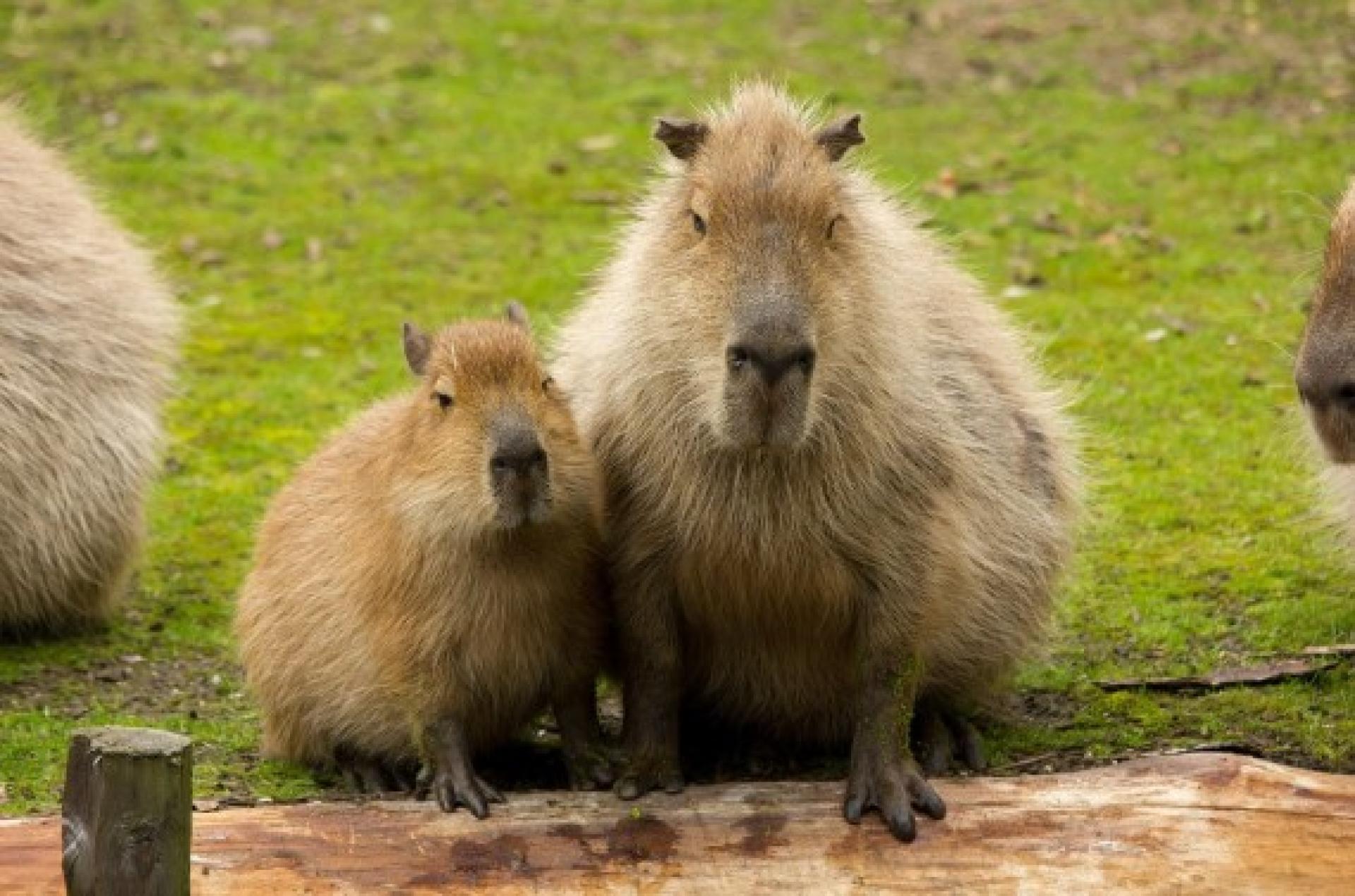 卡皮巴拉即水豚，是其英文词汇capybara的中文谐音。