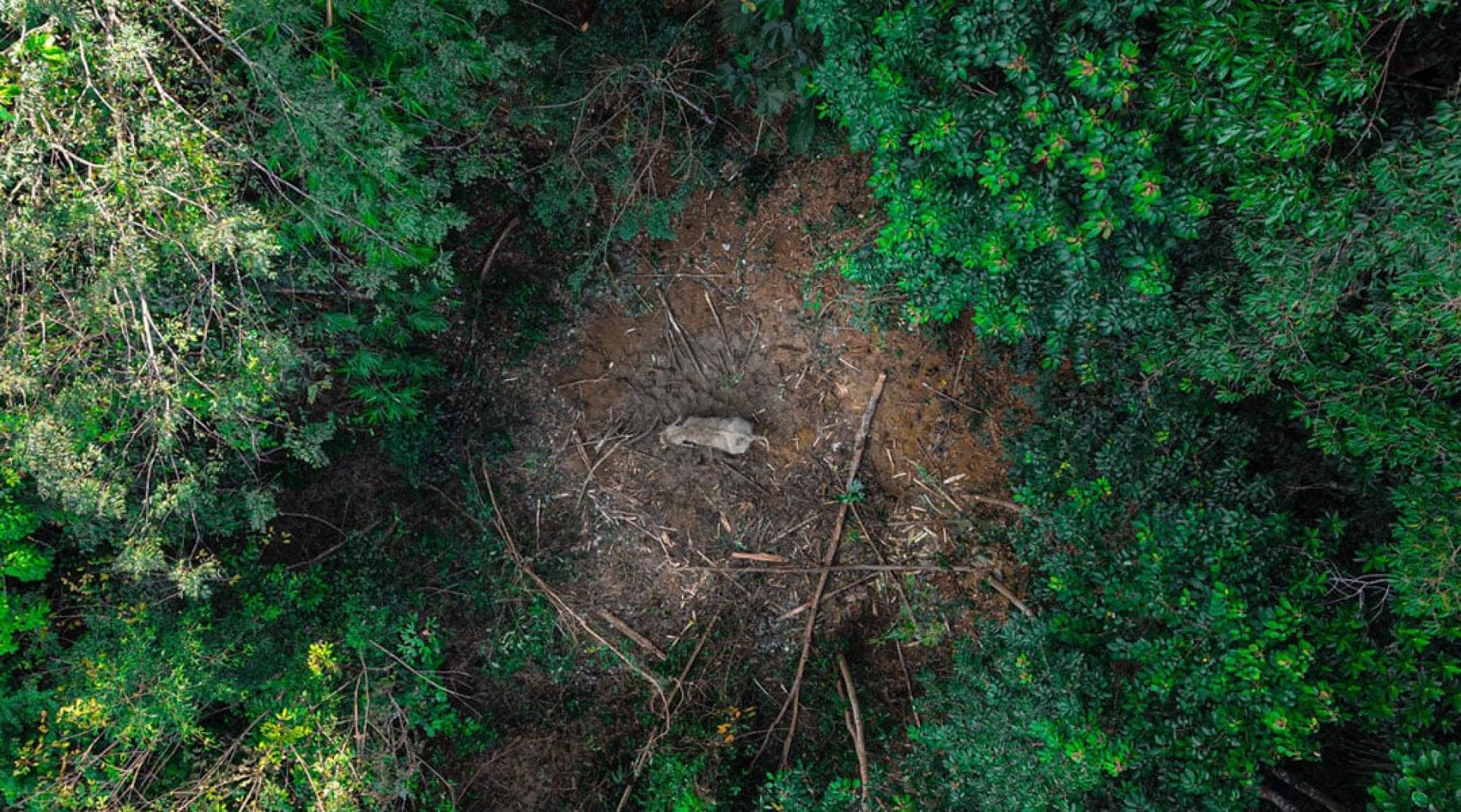 研究发现，大象的溜达地由于土地用途变化已减少了68%。