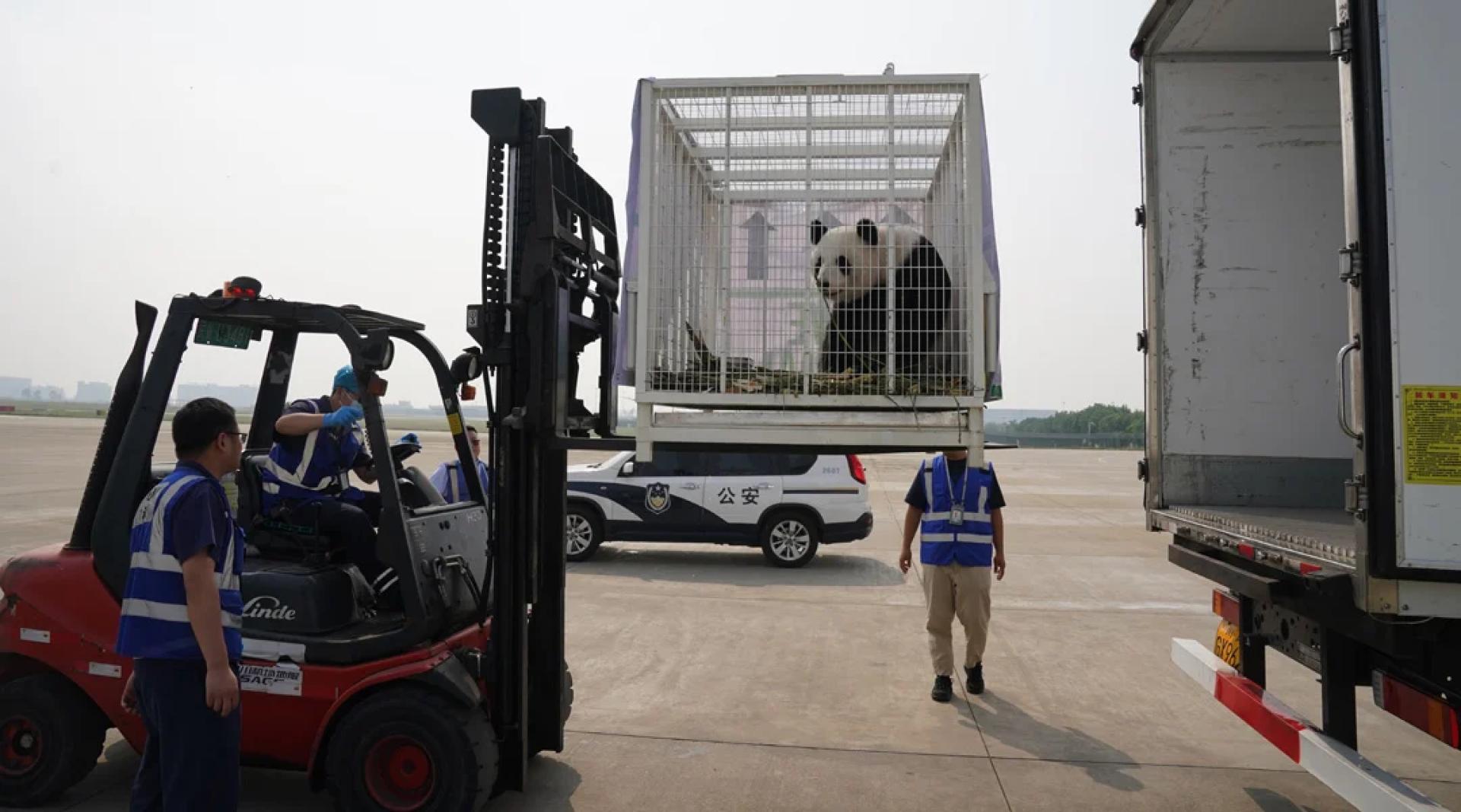 熊猫抵达成都。（图：中新社）