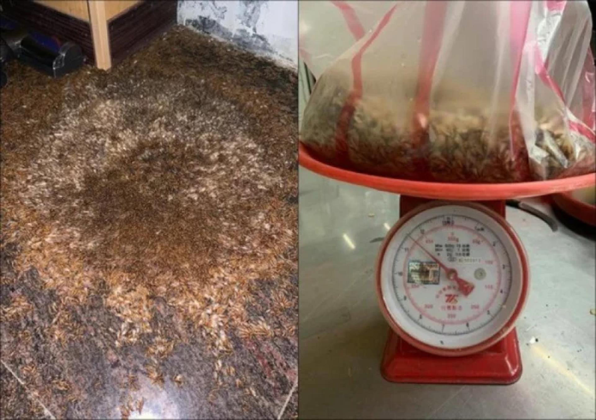 中国云南保山地区因连绵细雨，引来了大批飞蚂蚁。