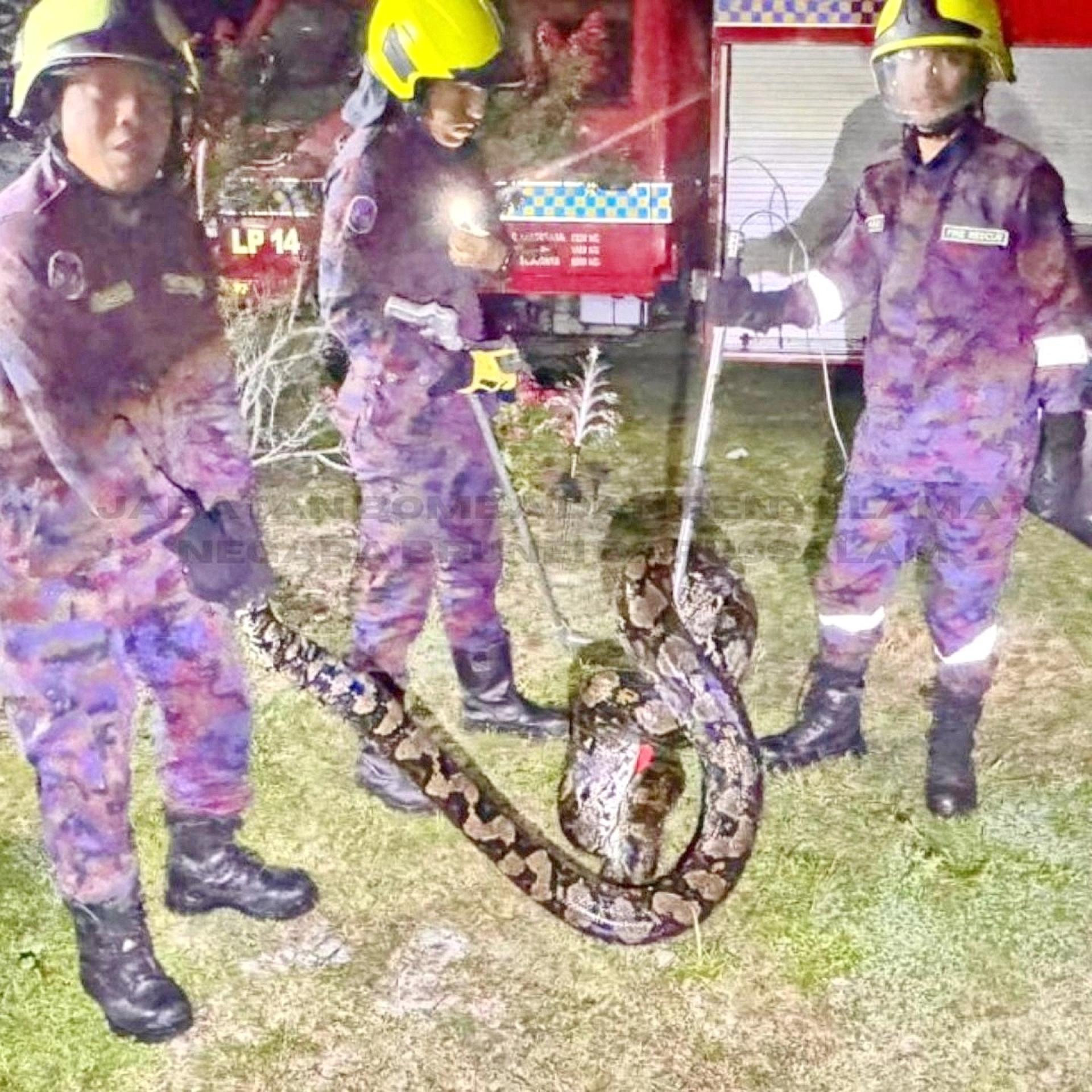 消拯员捕捉4公尺长的蟒蛇。
