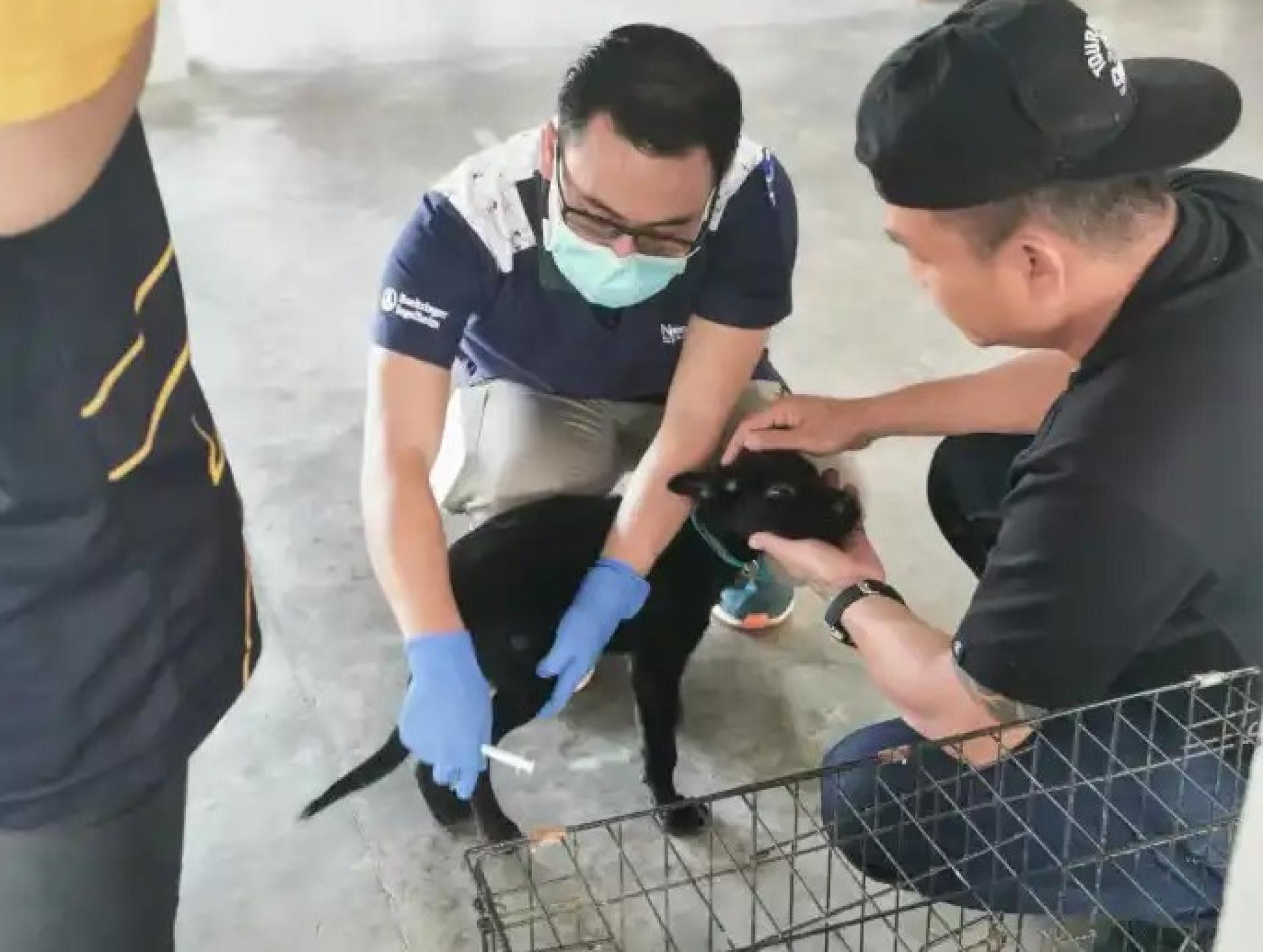 兽医在2025年4月12日于浮罗岸路南市社区礼堂举办的抗狂犬病疫苗接种、执照办理、植入芯片及补贴绝育活动中为狗只接种疫苗。