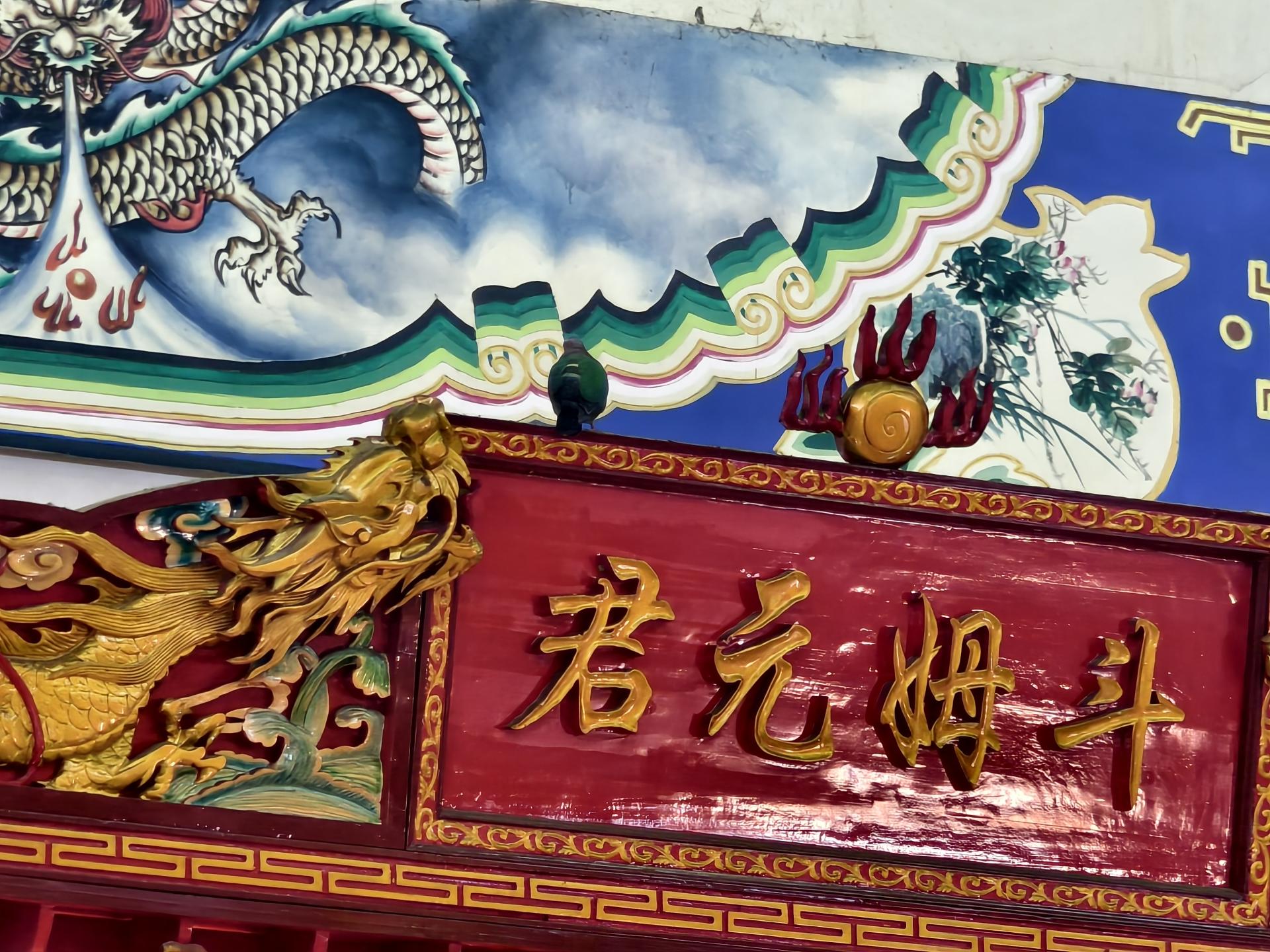 黑羽鸽停留在美里海龙寺斗姆宫九皇大帝罗汉三皇龙公大殿内的“斗姆元君”牌匾上。