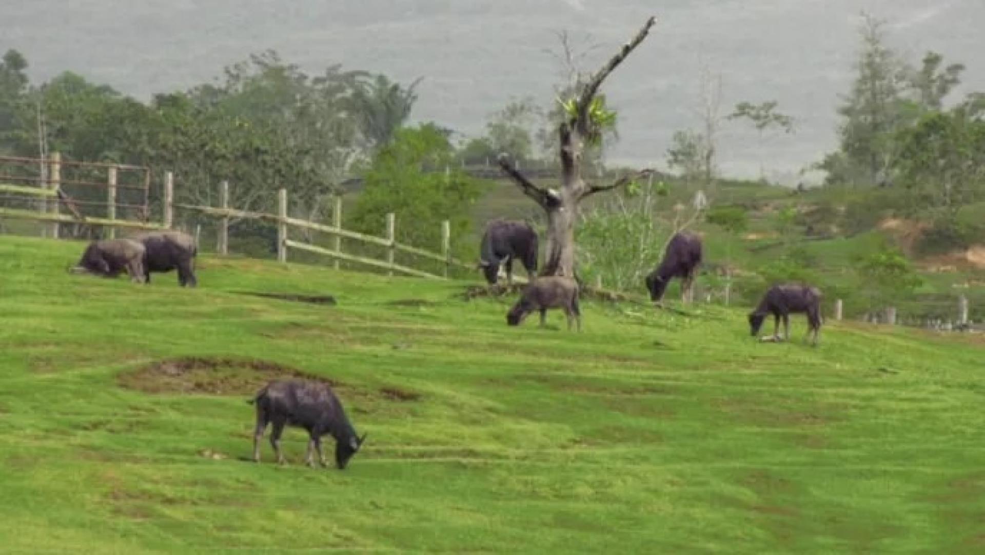 一群穆拉水牛（Murrah buffaloes）。
