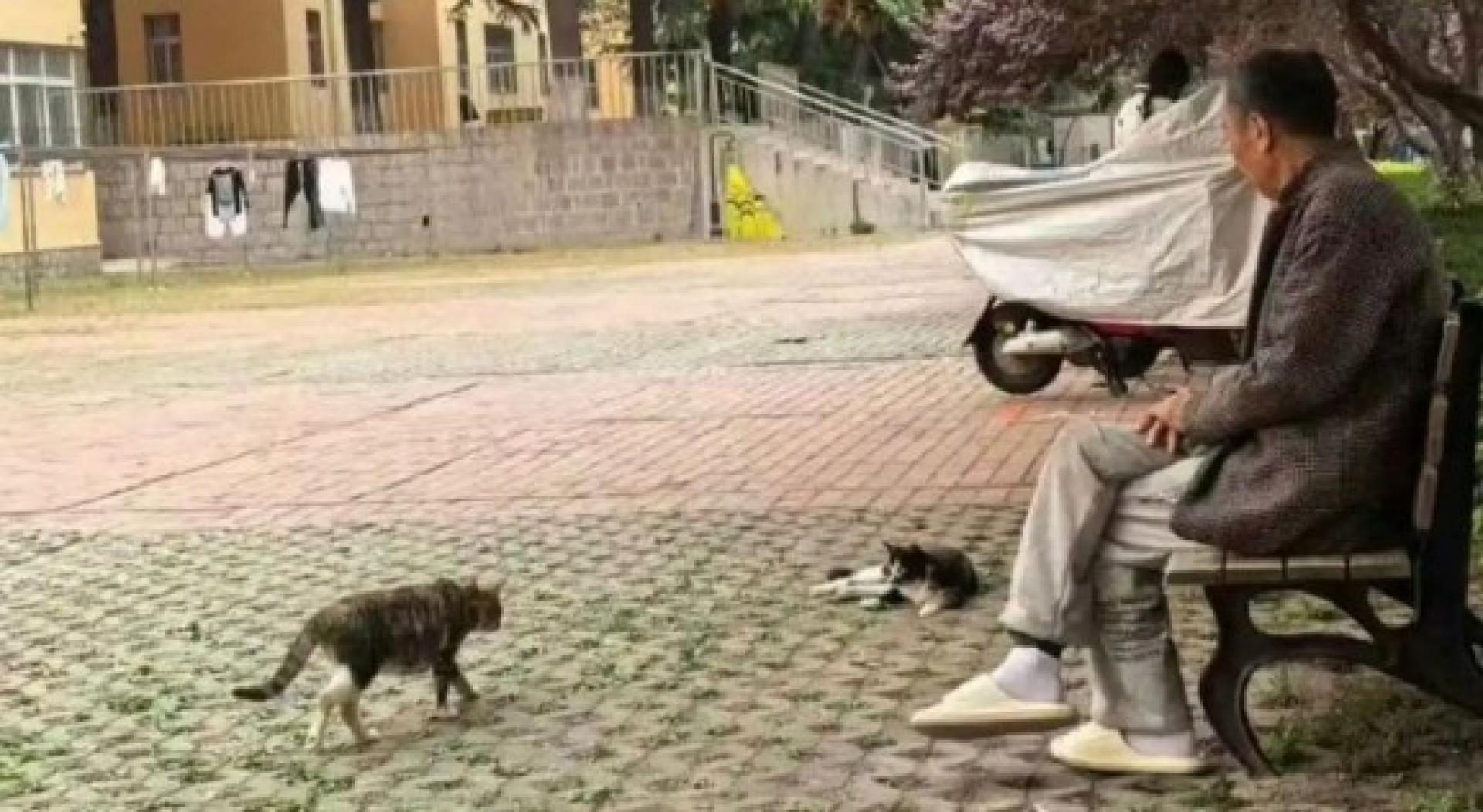 死者生前收养了多只流浪猫。