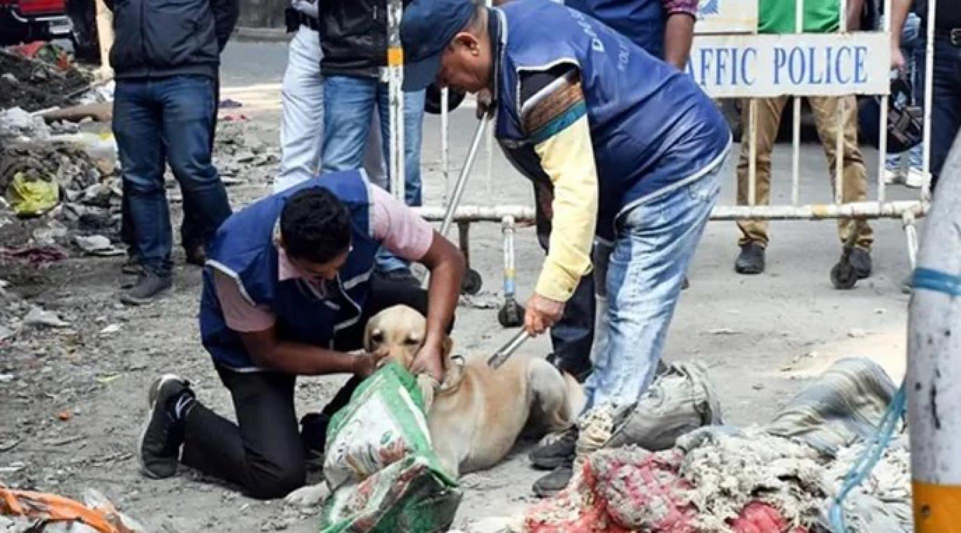 警方出动警犬查案。