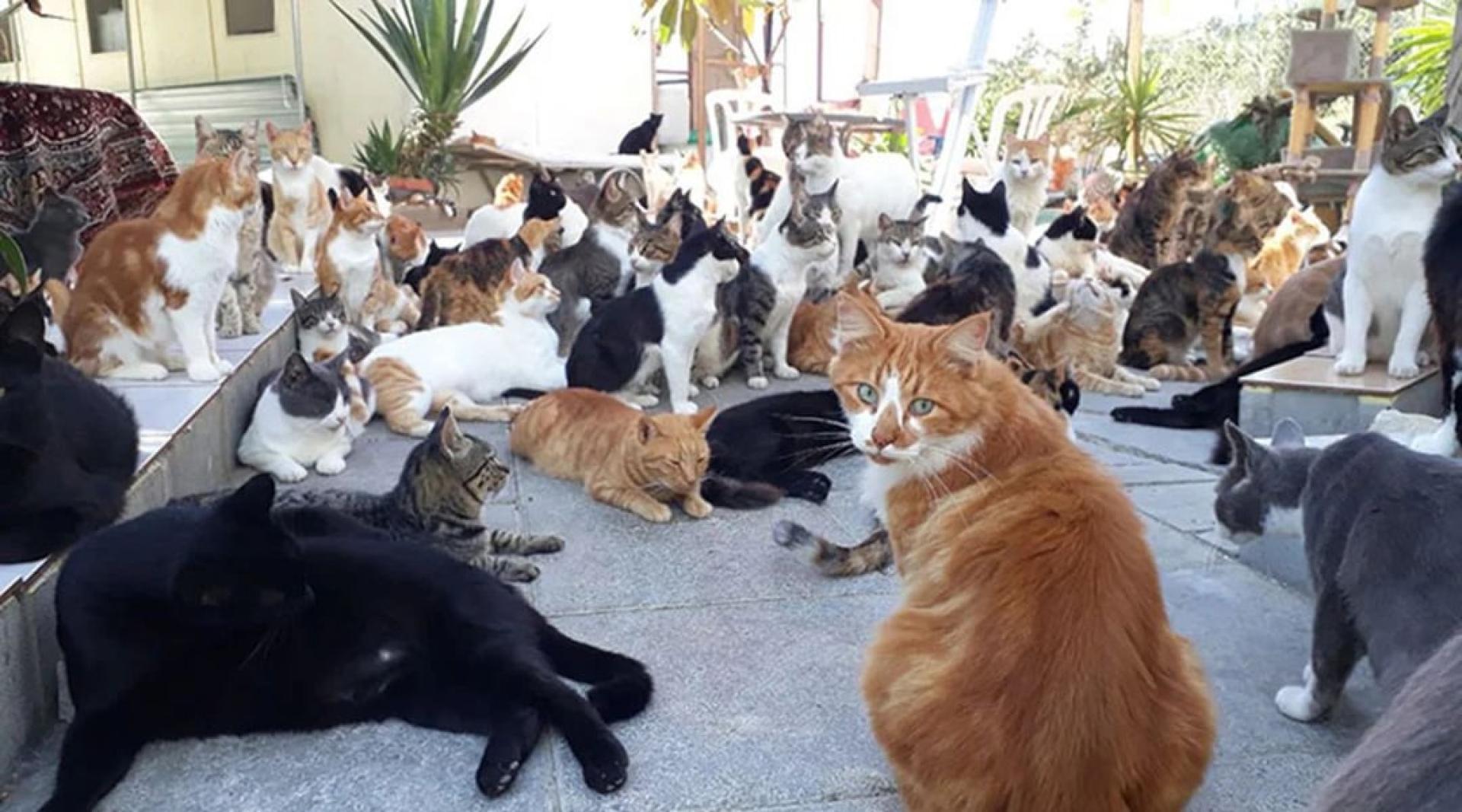 塞浦路斯正面临严重的流浪猫问题。（档案照）