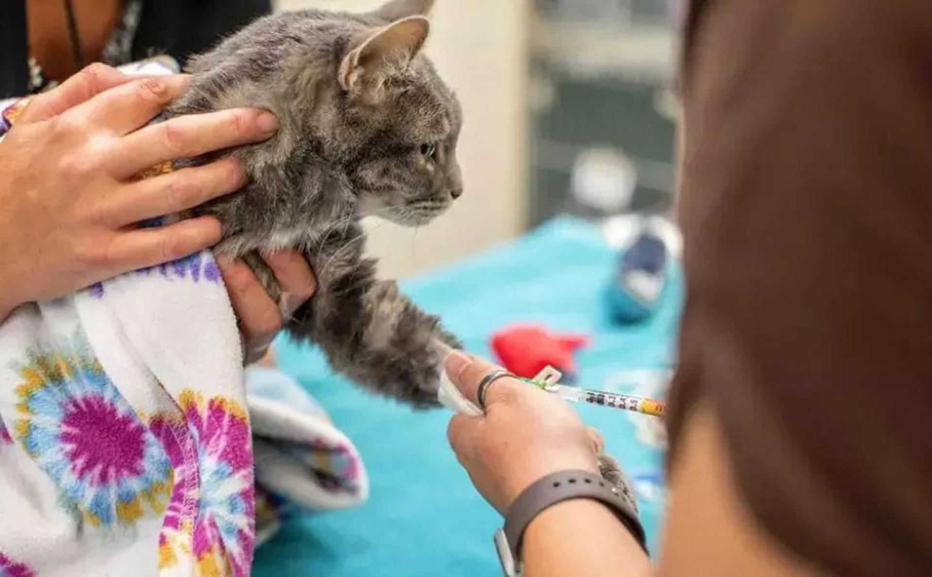 在业内，这些专门用来提供血液的猫，被称为“血猫”。（示意图）