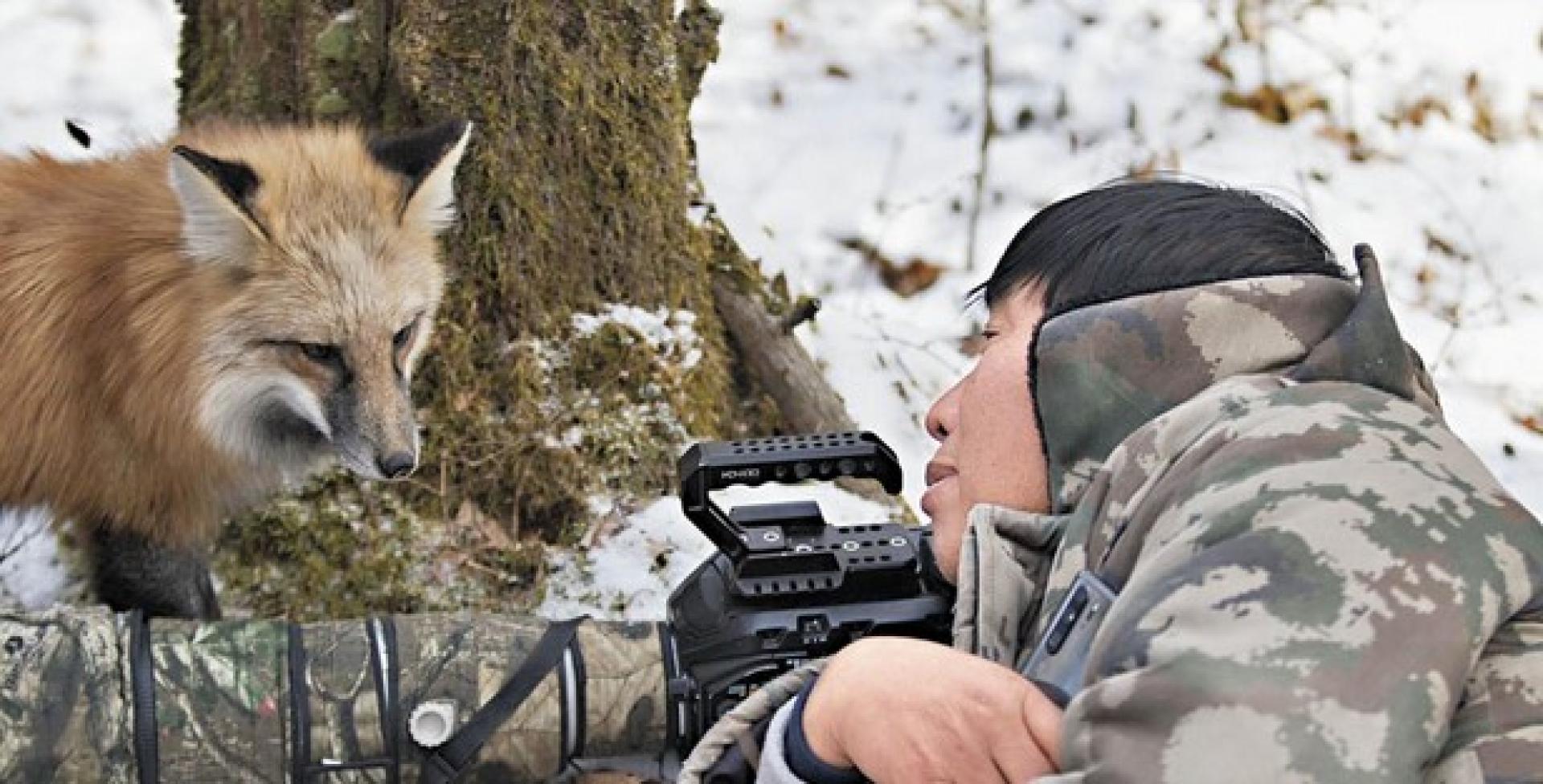 國家二級保護動物——赤狐，俗稱「火狐狸」，拍攝過程中主動靠近萬興富。