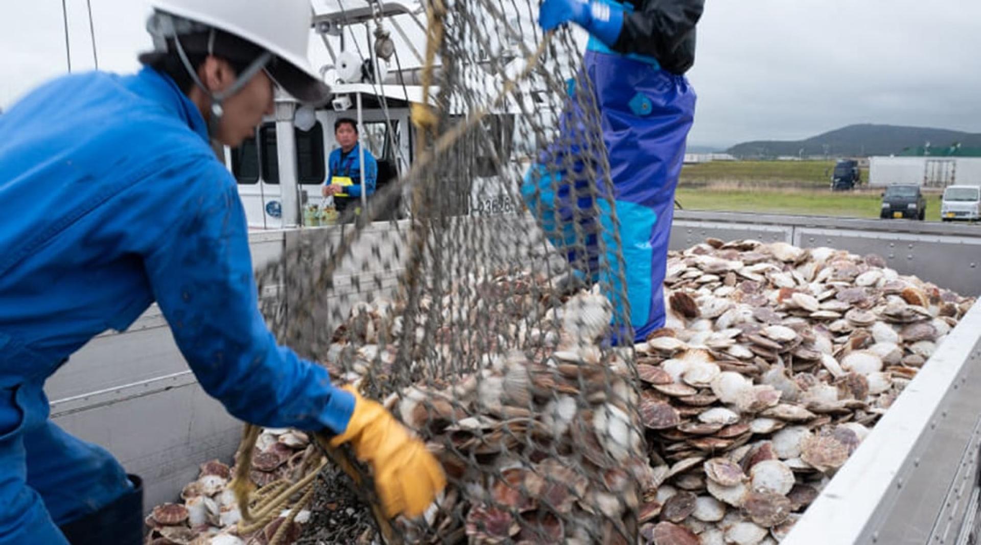 北海道盛产扇贝。