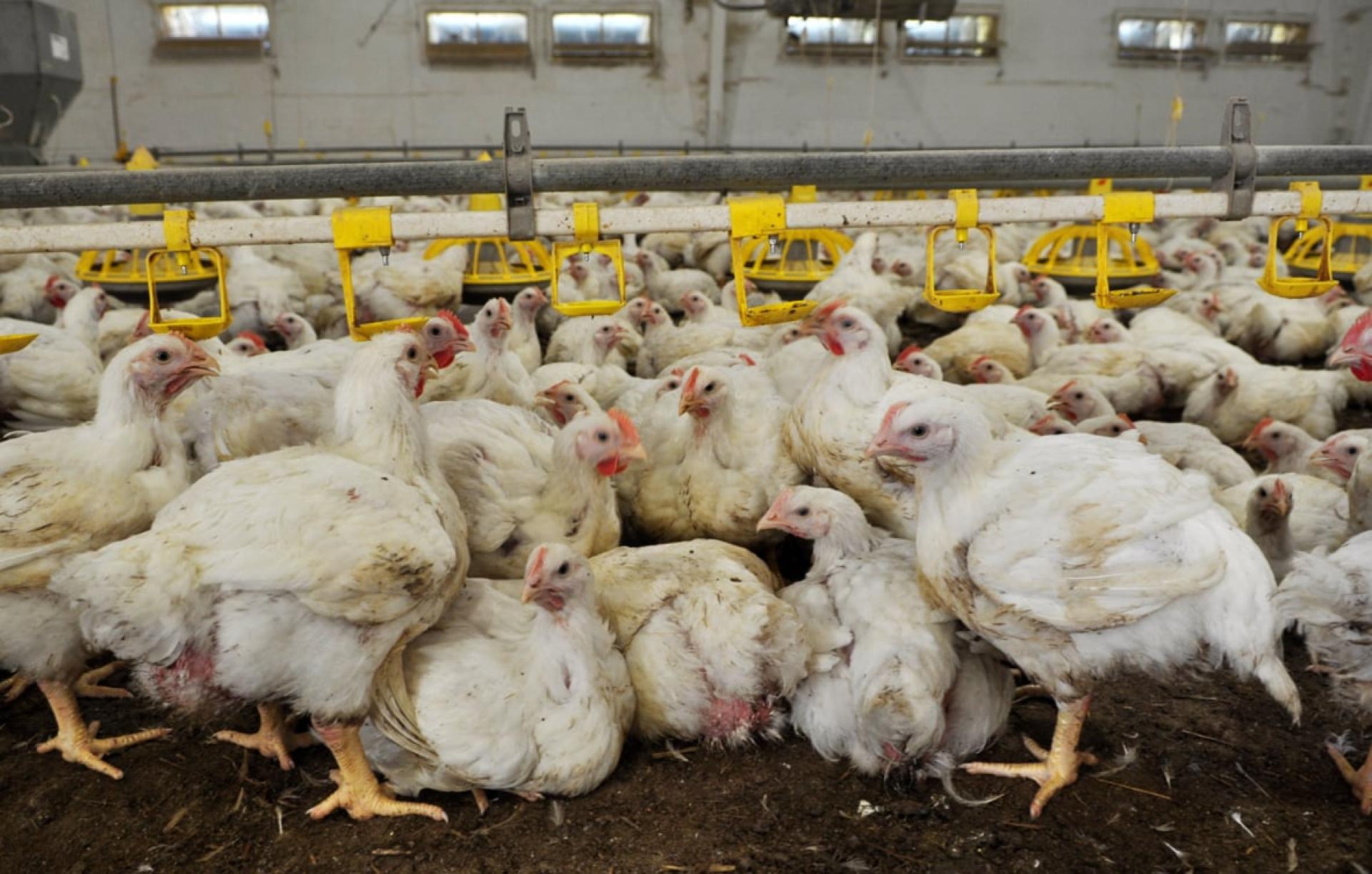 美国传出首宗人类感染禽流感H5N5个案。（档案照）