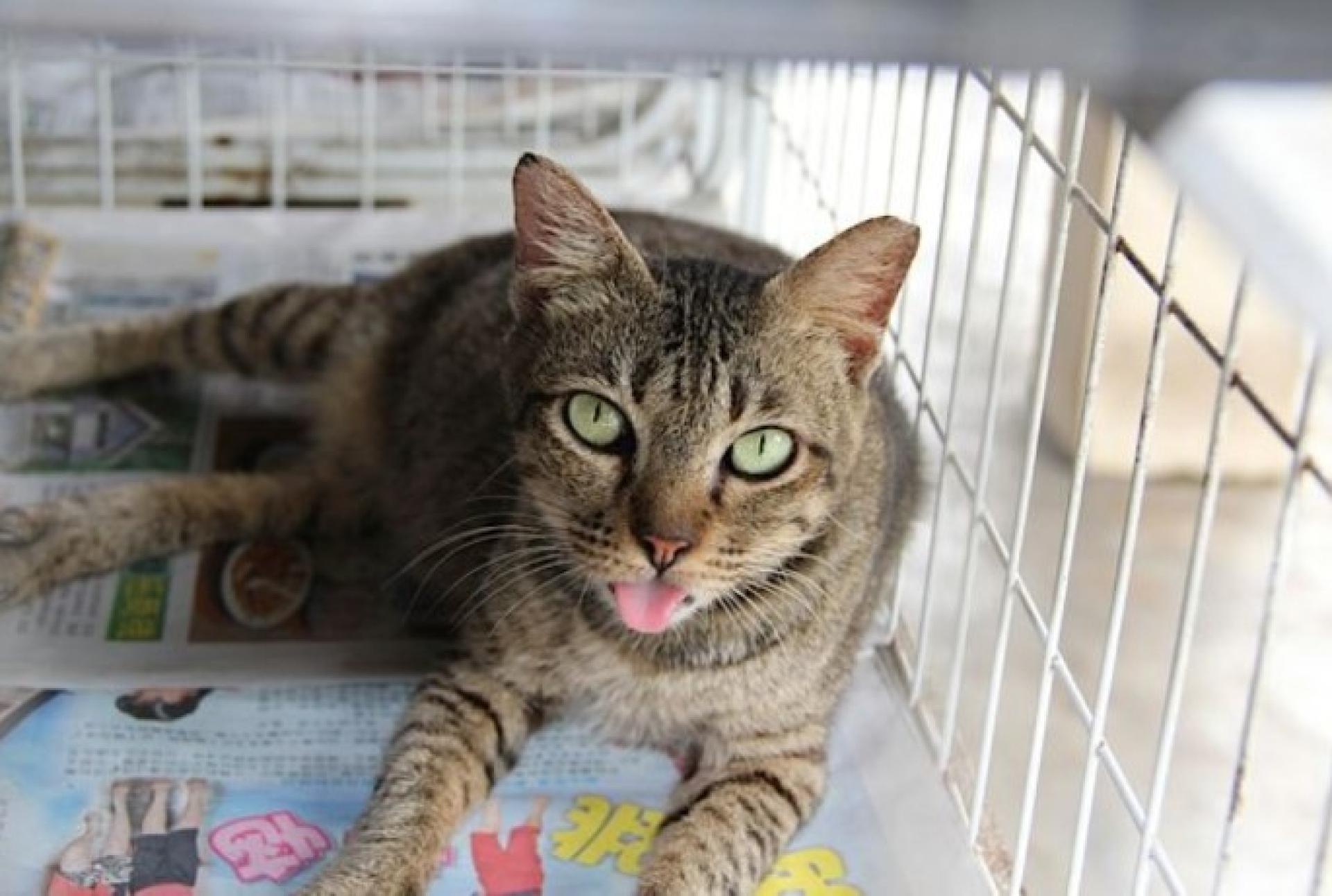 SSPCA将展示多只可爱猫狗，盼望获得一个充满关爱的永远家园。