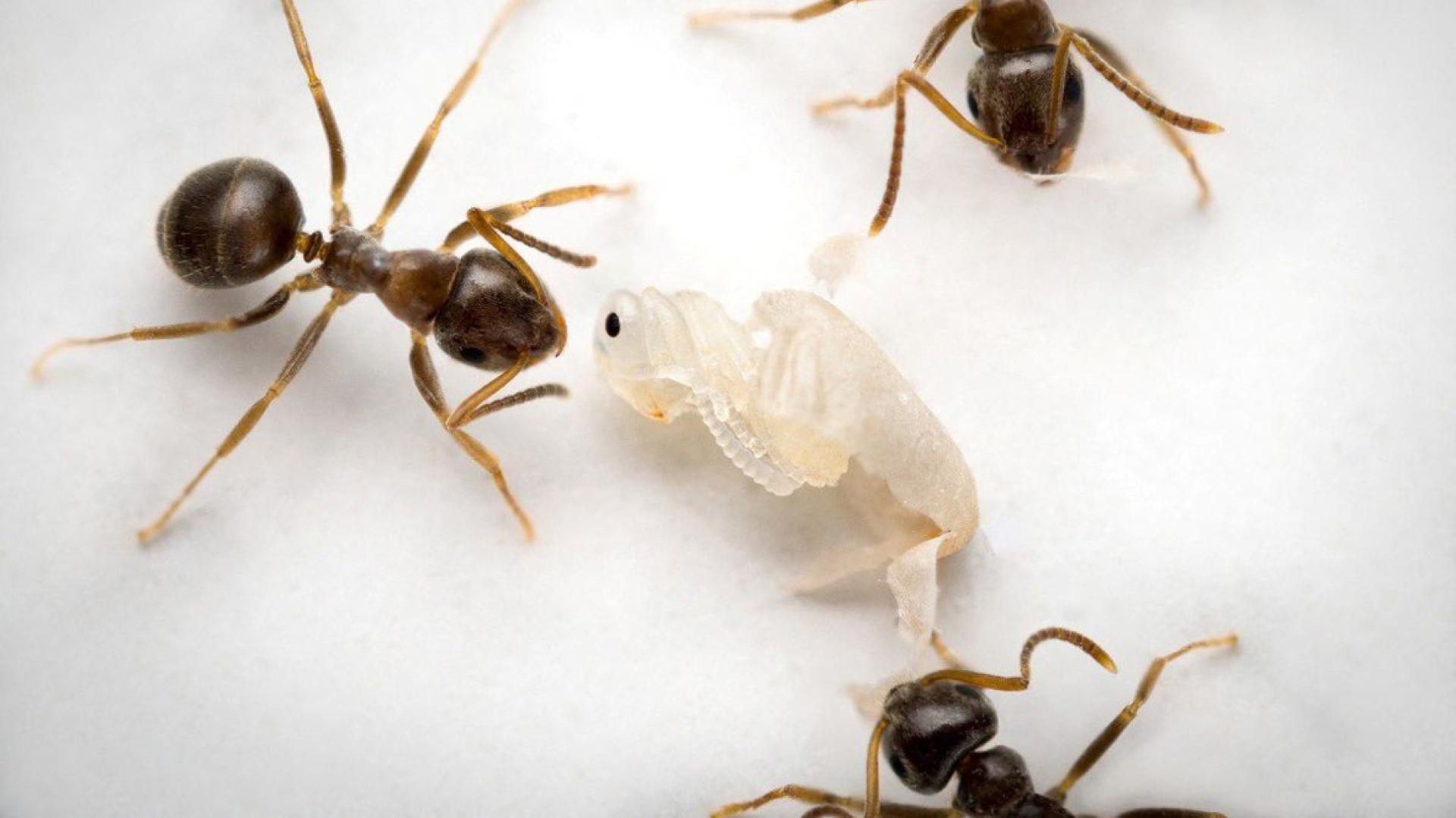 根据奥地利一份研究，成年工蚁会杀死感染致命病菌的蛹。