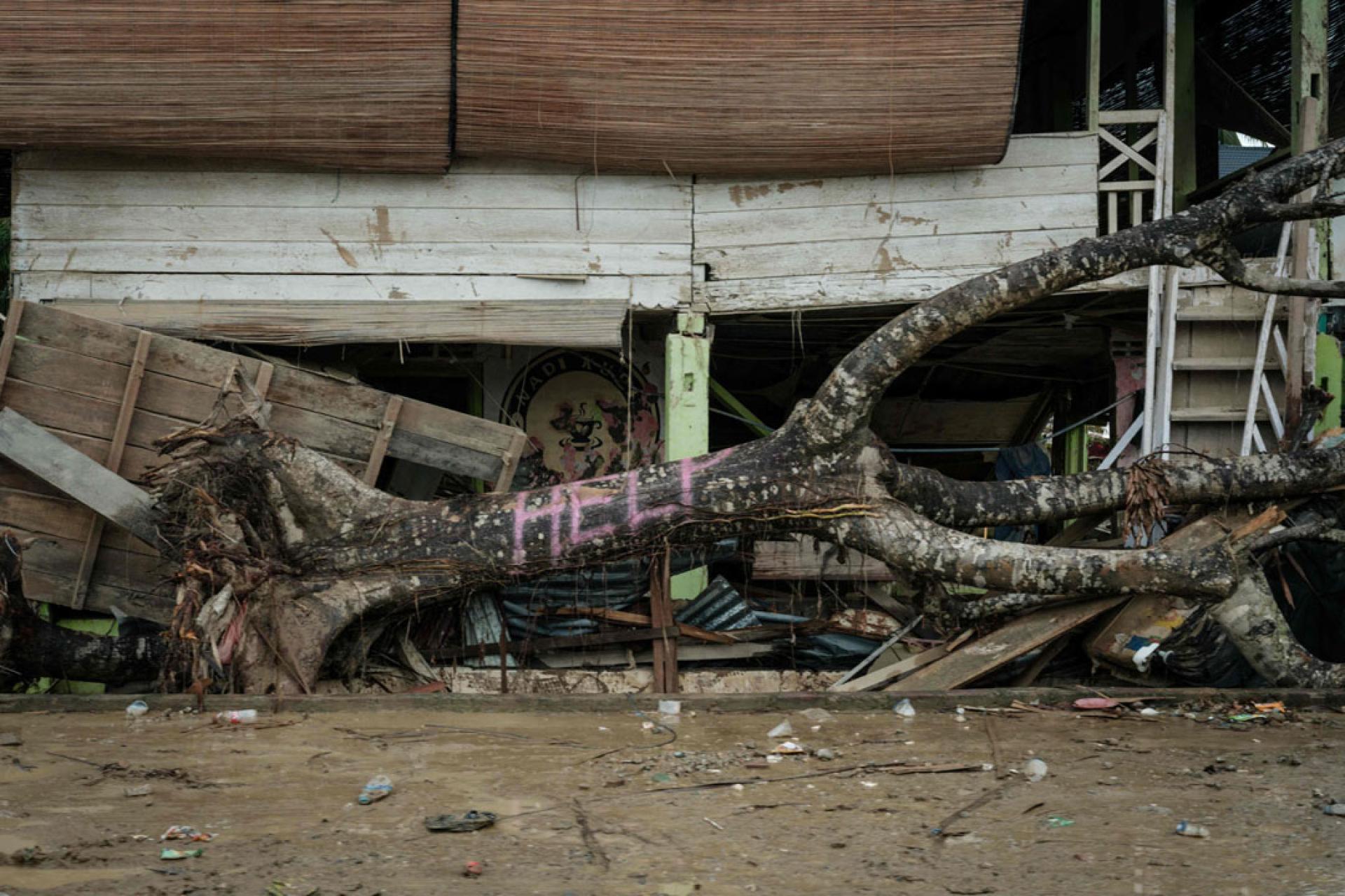在印尼北苏门答腊亚齐省，16日一棵倒地的大树被喷漆写上“HELP”（求助）字样。