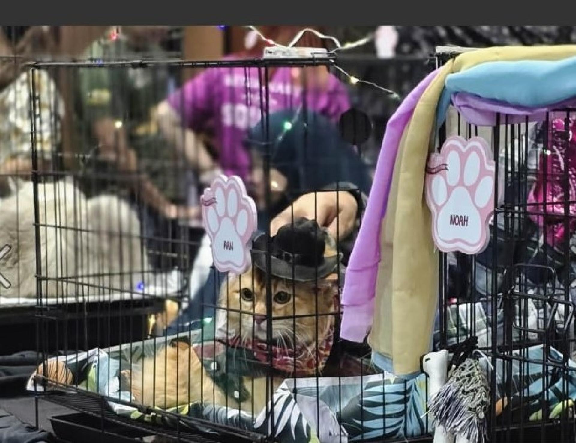 参赛的猫咪
