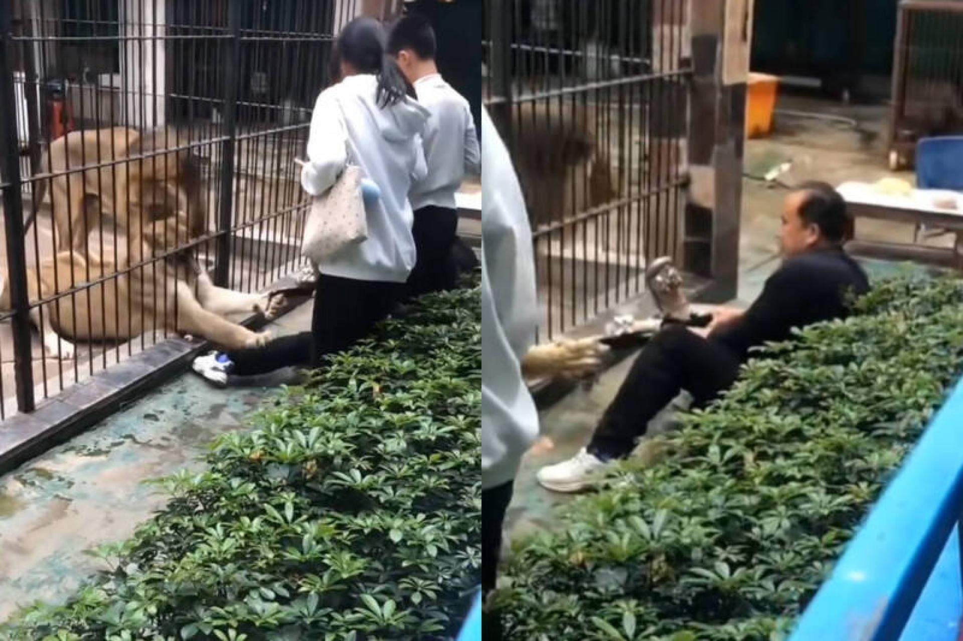 狮子抓牢女童裤脚后不放手，大人上前抢救。