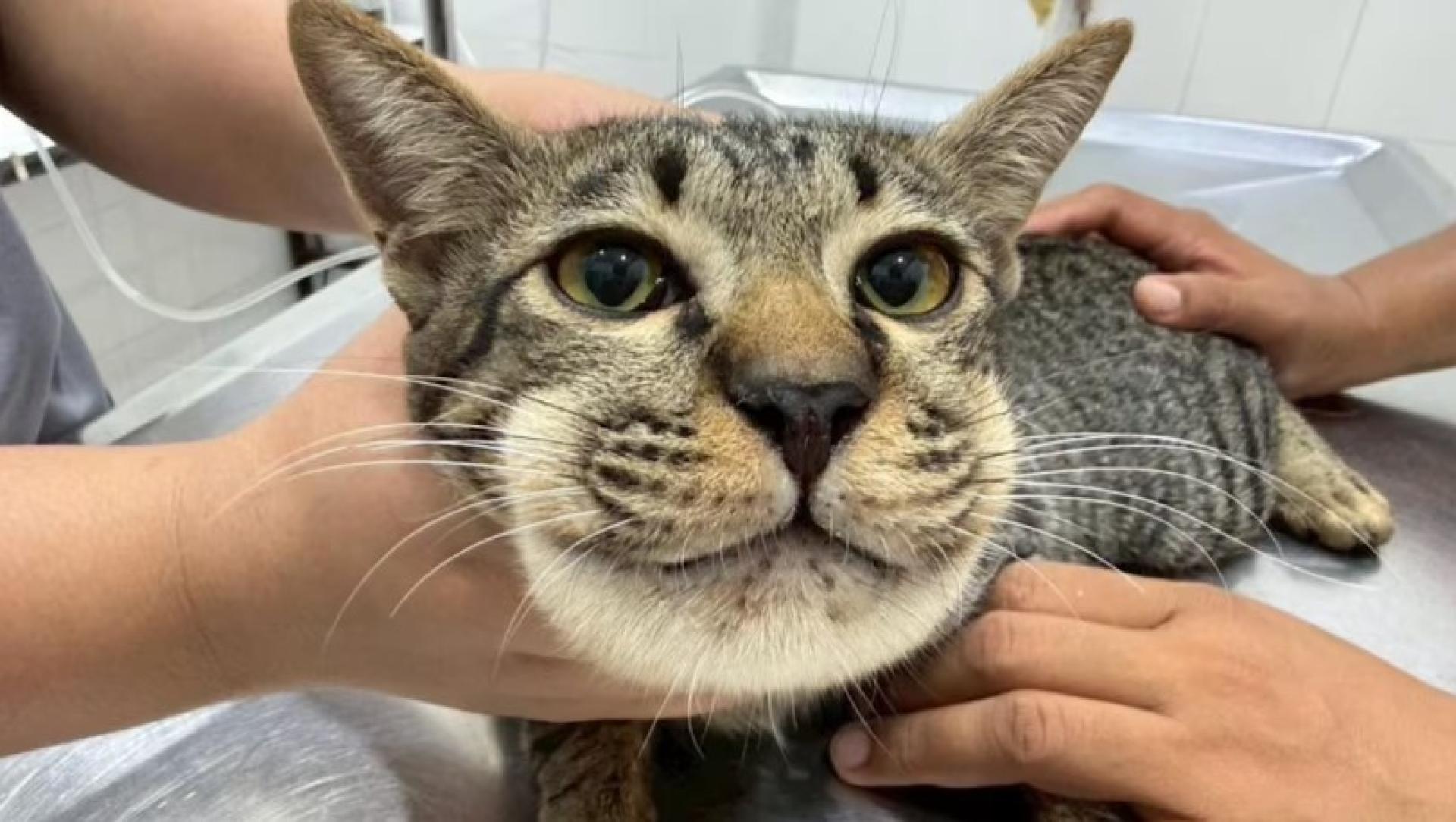 宠物猫中毒脸肿。