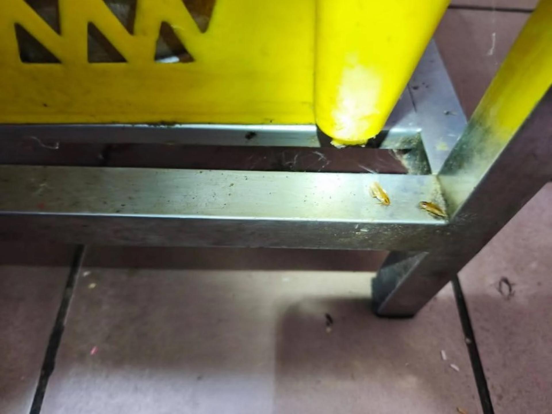 执法人员在该餐饮店厨房及食物准备区发现蟑螂滋生。