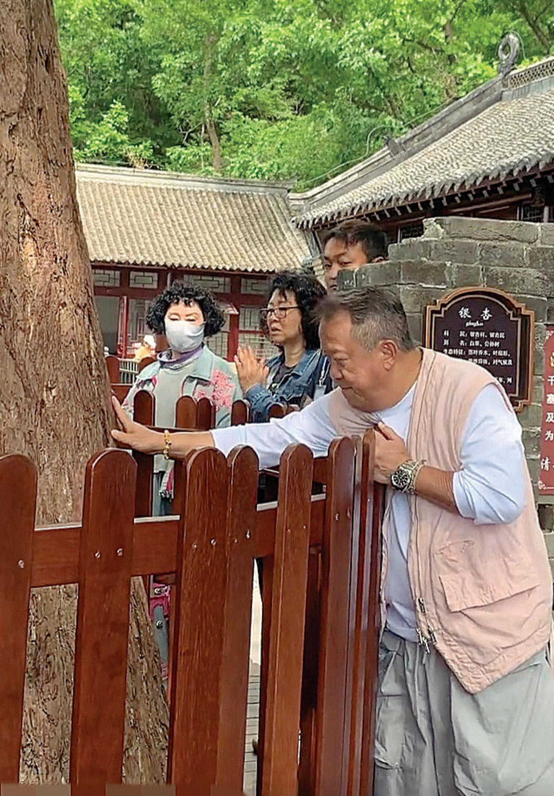 曾志伟伸手摸向古树，祈求身体安康。