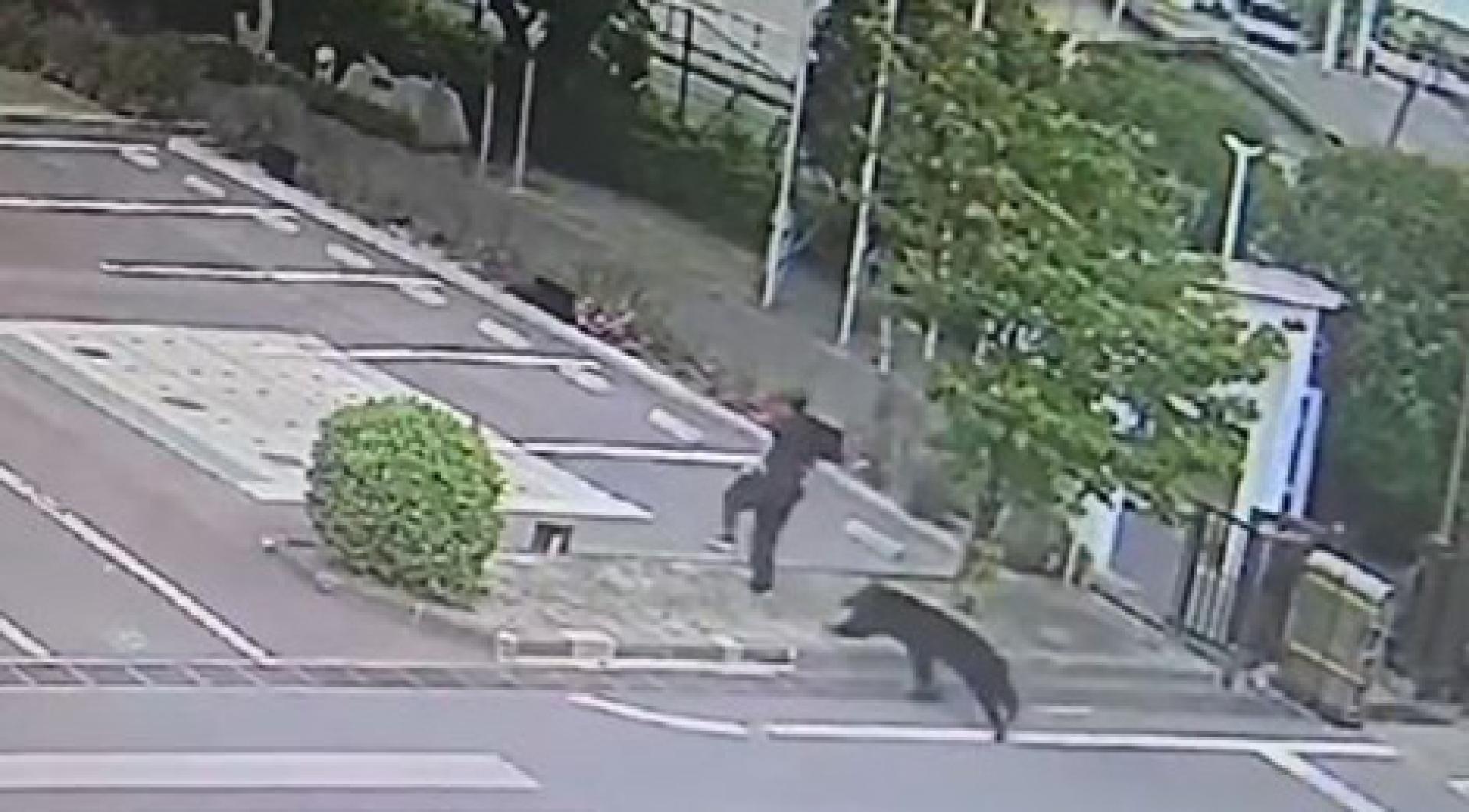 福岛制钢一名男员工被“聪明熊”袭击。（图：X）