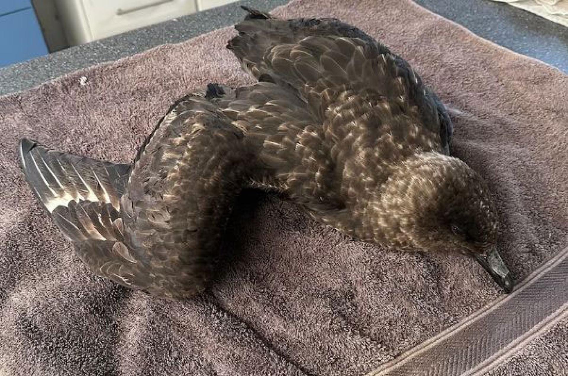 一只褐贼鸥因感染H5N1型病毒死亡。