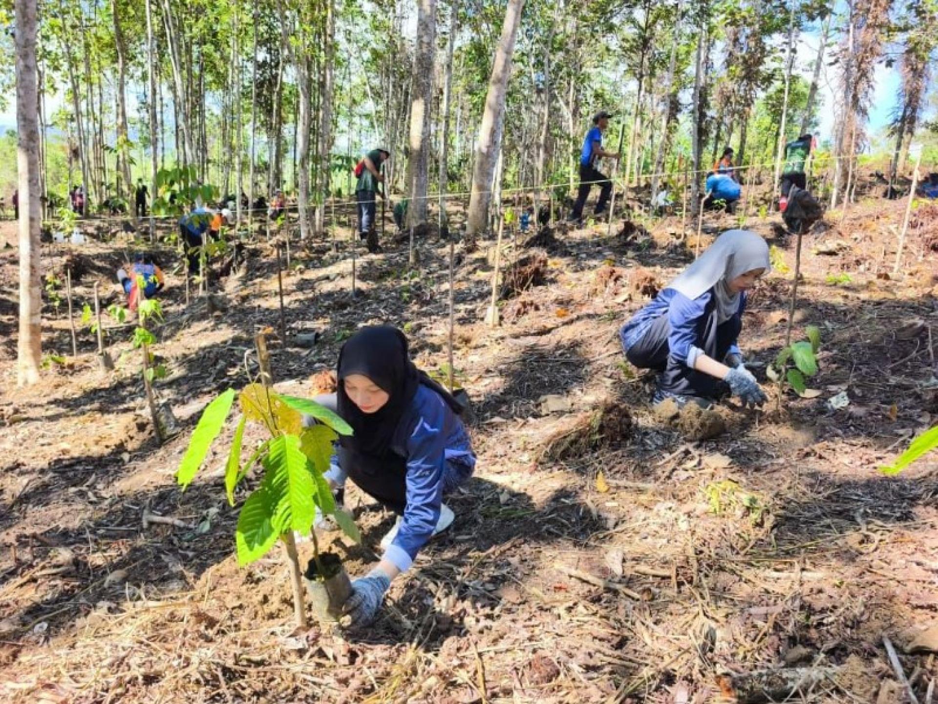 参与者在萨巴森林保留区指定区域种植本土树种树苗。