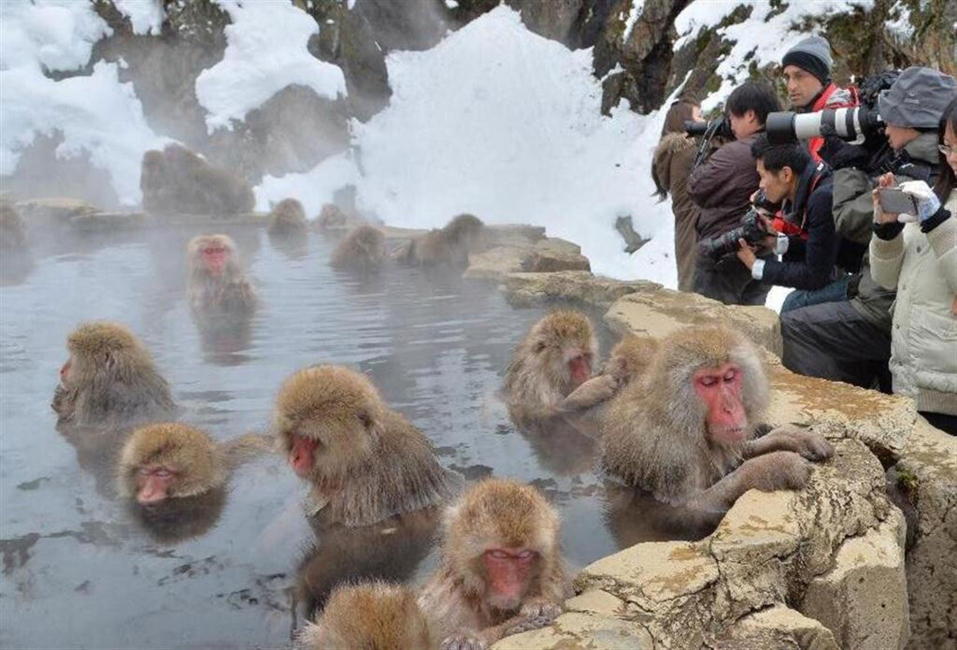 地狱谷野猿公苑以雪猴泡温泉而闻名。
