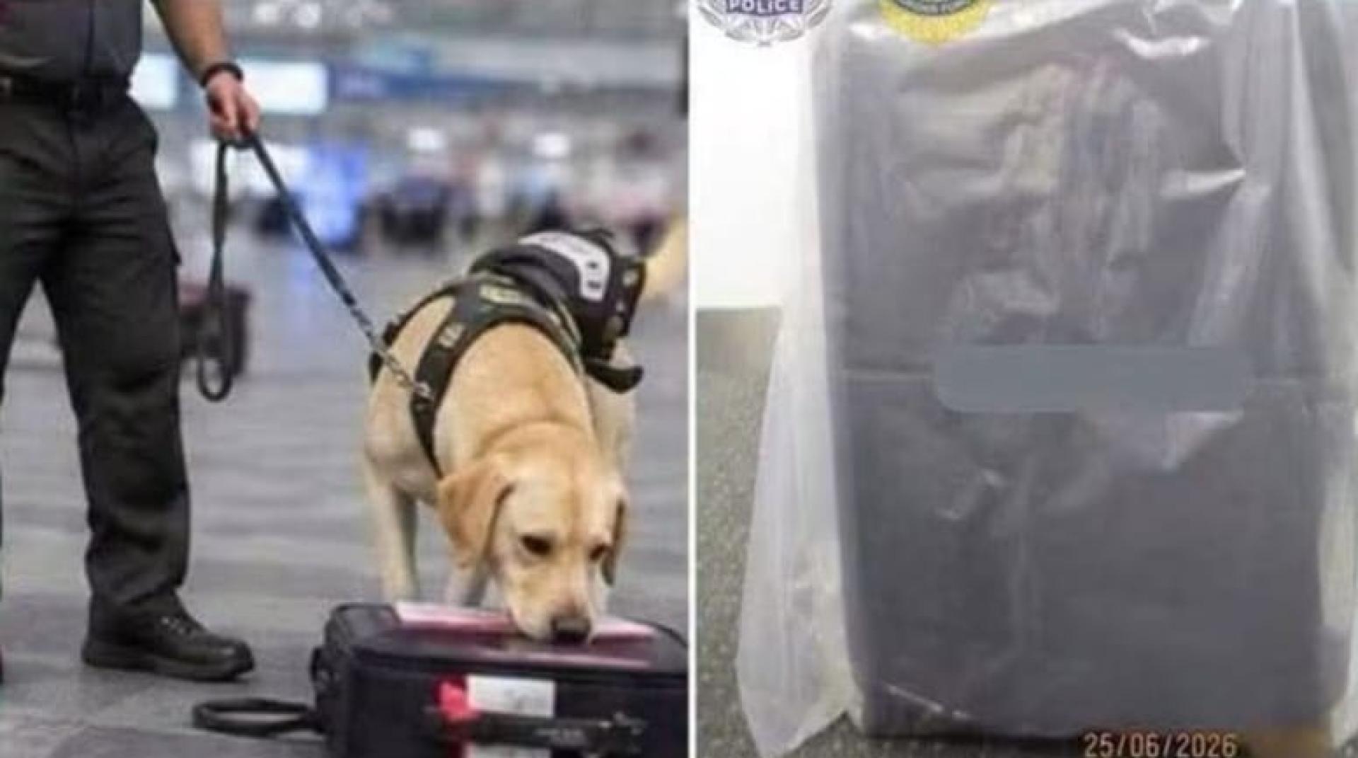 警方出动缉毒犬搜查（左）；警方封查空姐的行李箱调查。