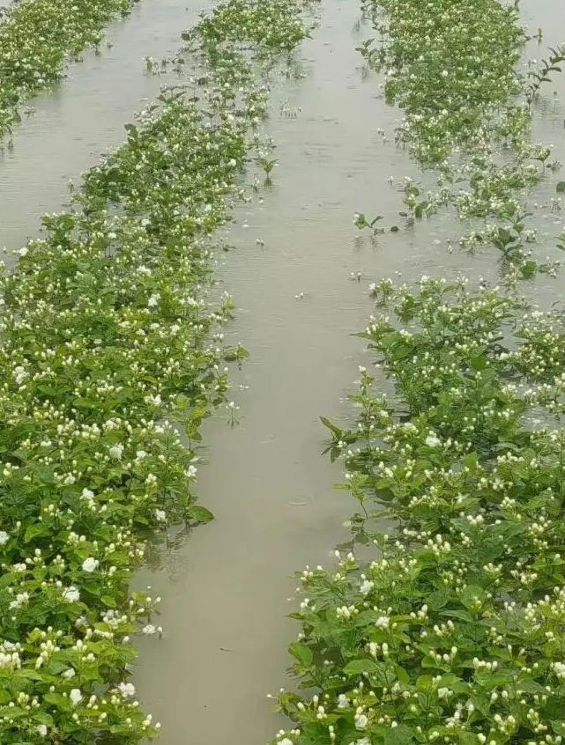 一辆汽车被冲到六蓝水库附近的茉莉花田地。