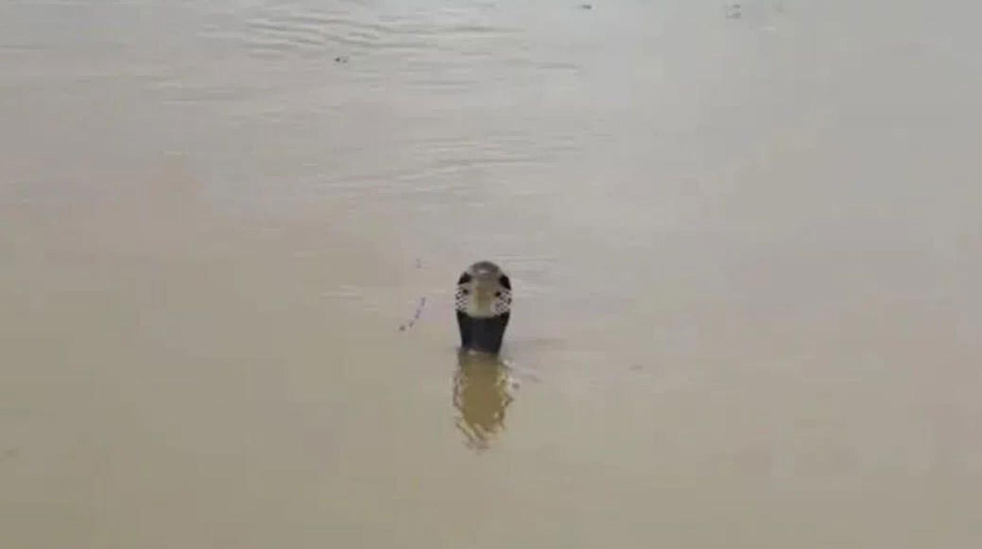 水中有蛇!