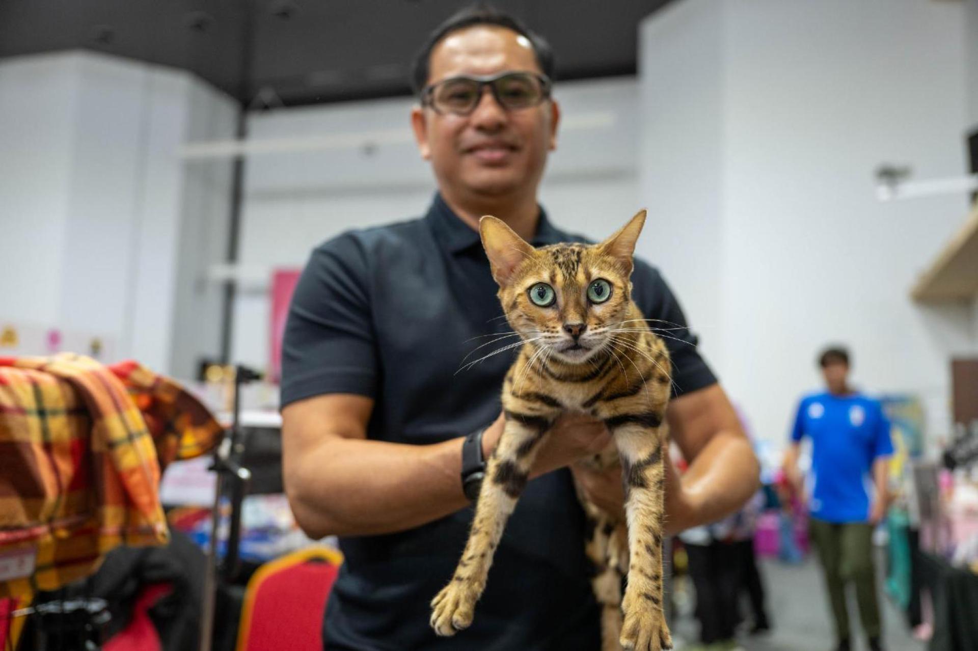 莫哈末沙喜兰展示的孟加拉猫