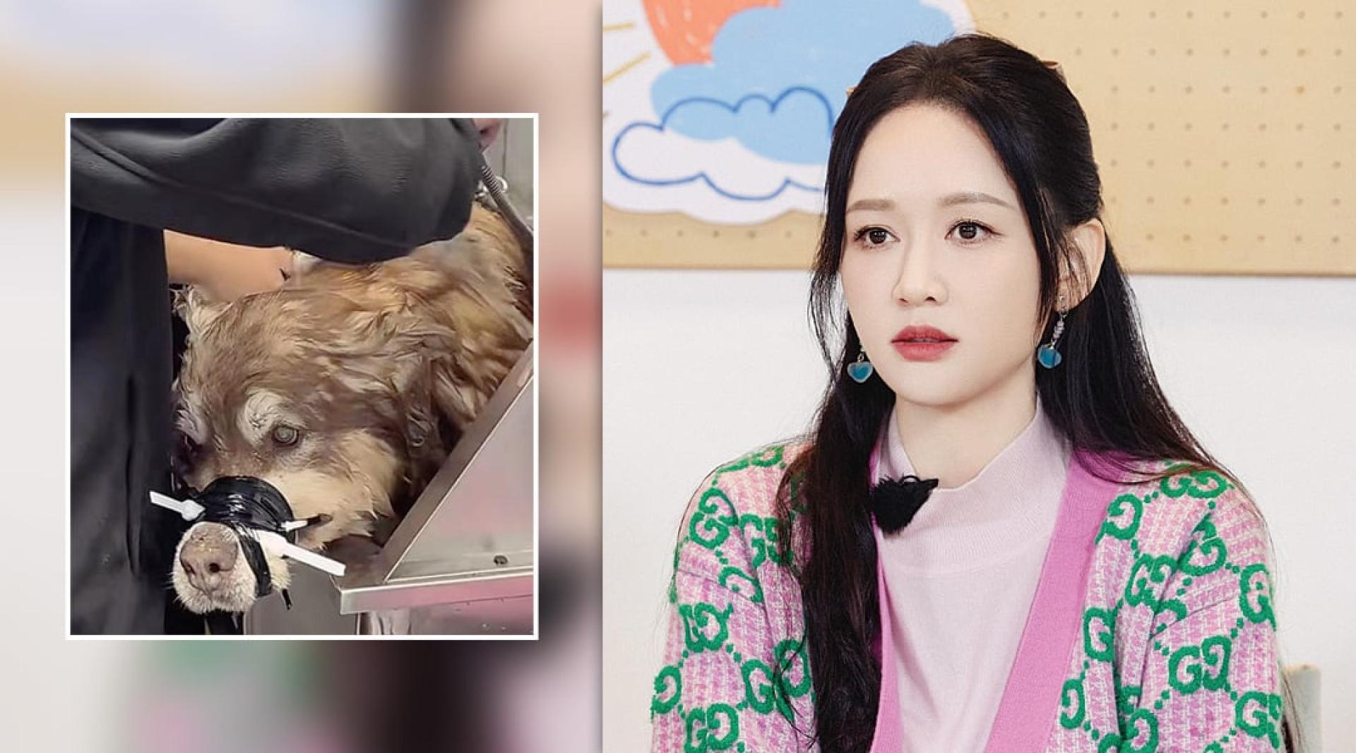 （左）狗狗艾特洗澡时嘴巴被绑起来。（右）陈乔恩对狗狗艾特在洗澡时被虐死感到痛心。