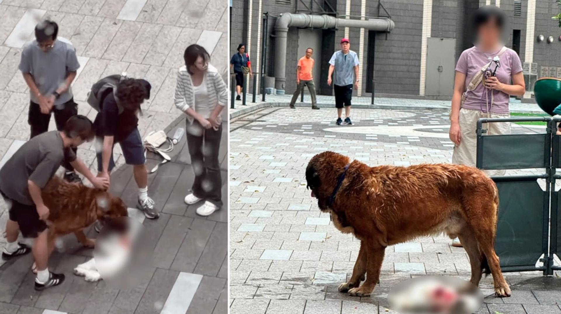 有人上前制止咬狗的大狗但无果。