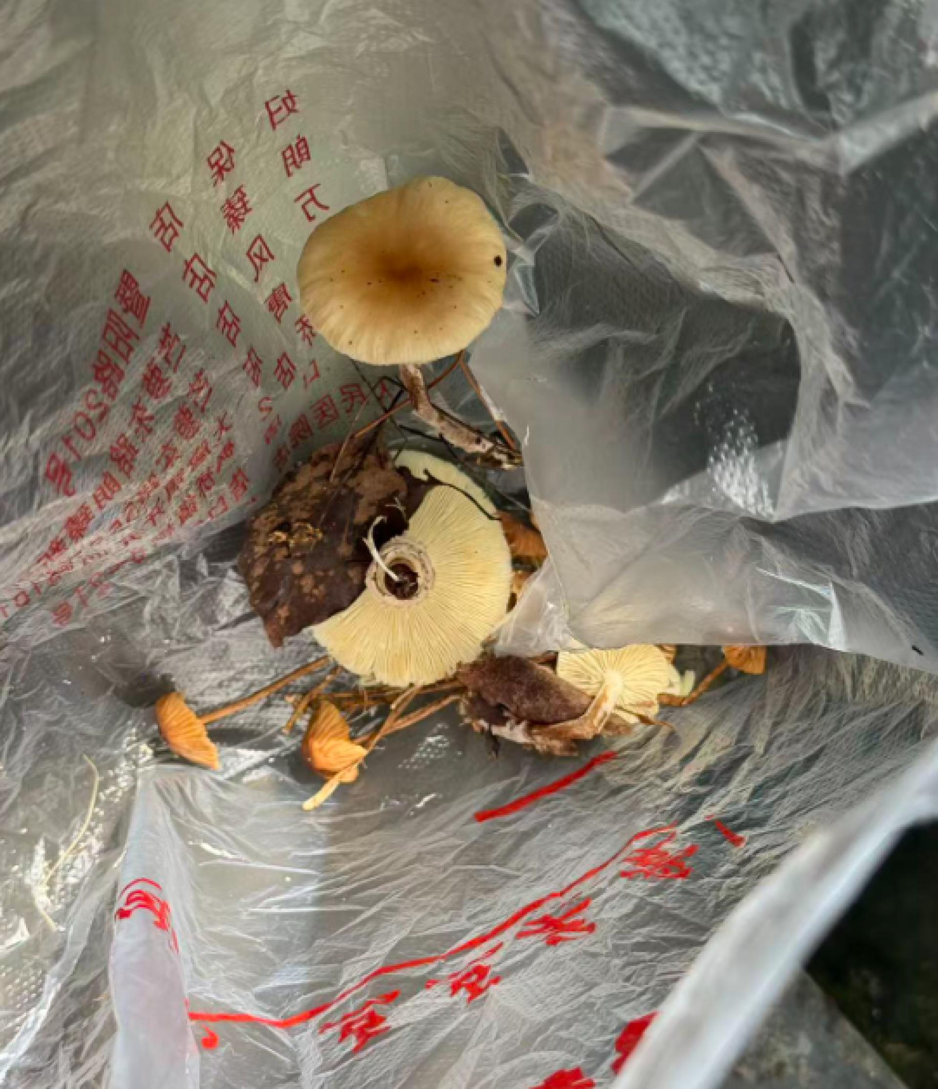 浙江诸暨一名王姓男子日前因误食经AI识别为“无毒”的野生蘑菇，最终出现严重中毒症状，被紧急送入加护病房（ICU）。