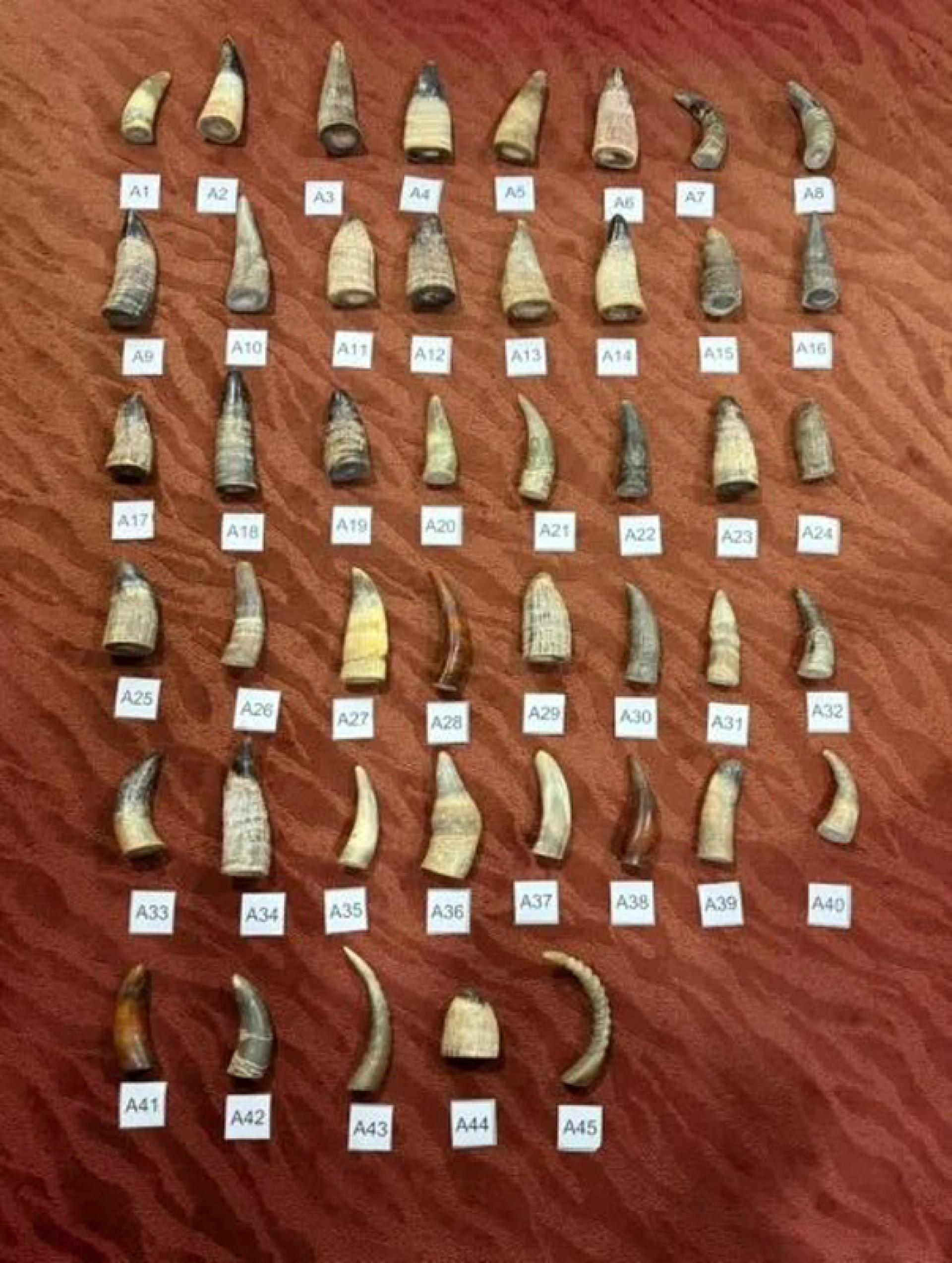 一名印尼男子因携带45个疑似野生动物角制品，被大马边境管制与保护机构当场搜出并查办。