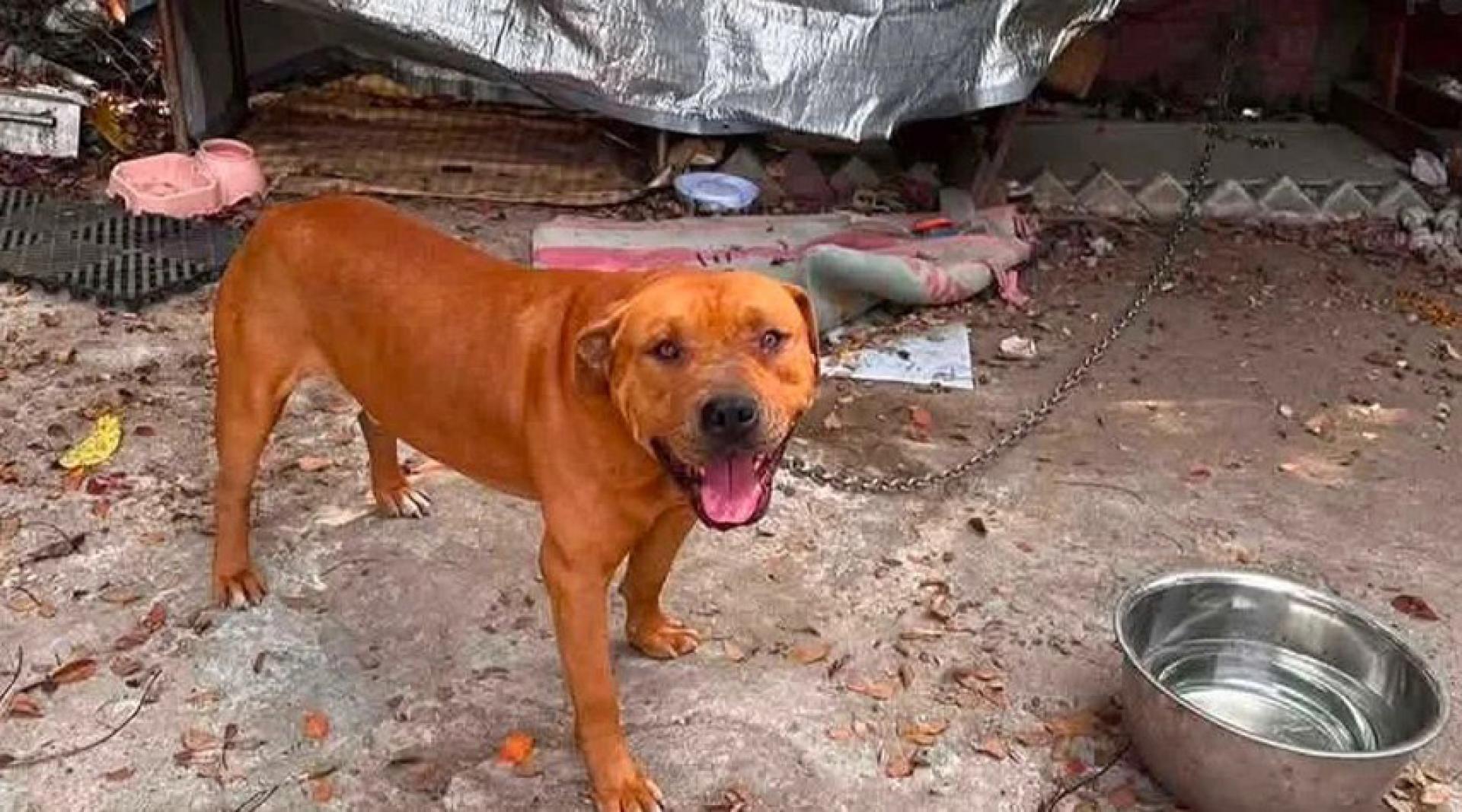 涉咬死人的是混种格斗犬，原居停车场终日铁炼上锁。